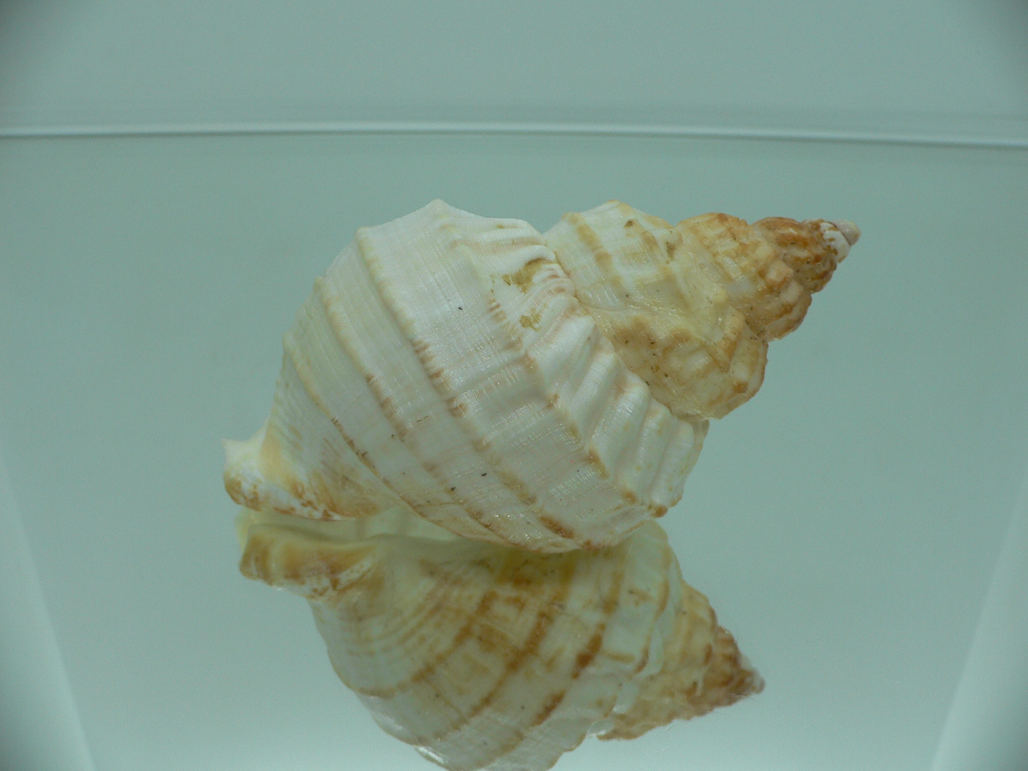 Buccinum verkruzeni BIG