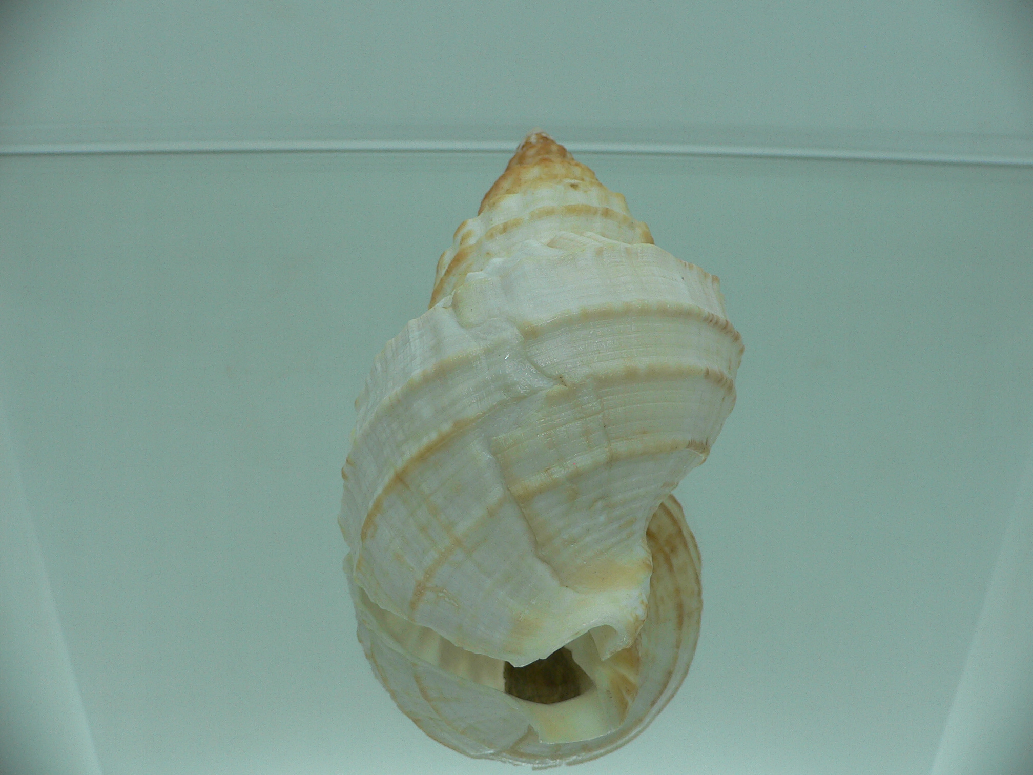 Buccinum verkruzeni BIG