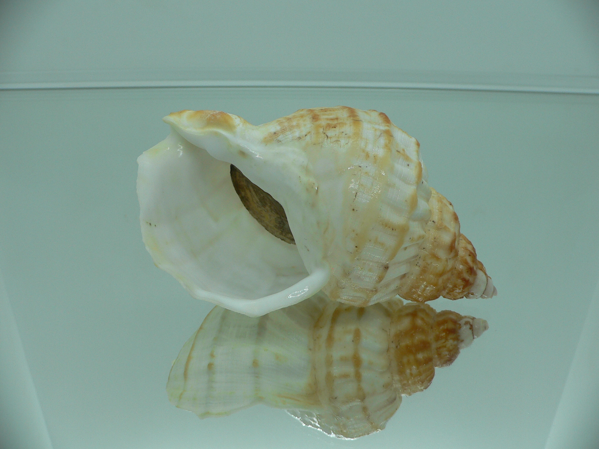 Buccinum verkruzeni BIG