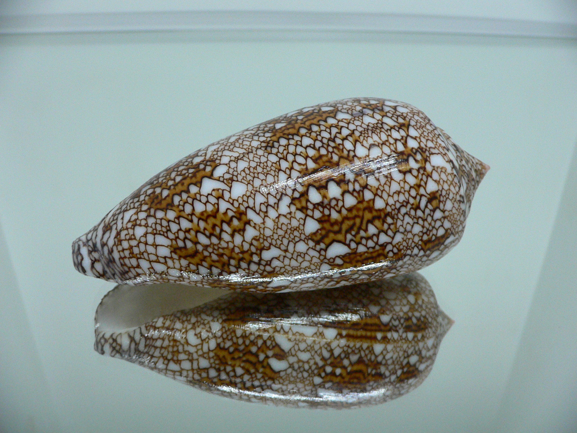 Conus textile SUPER COLOR