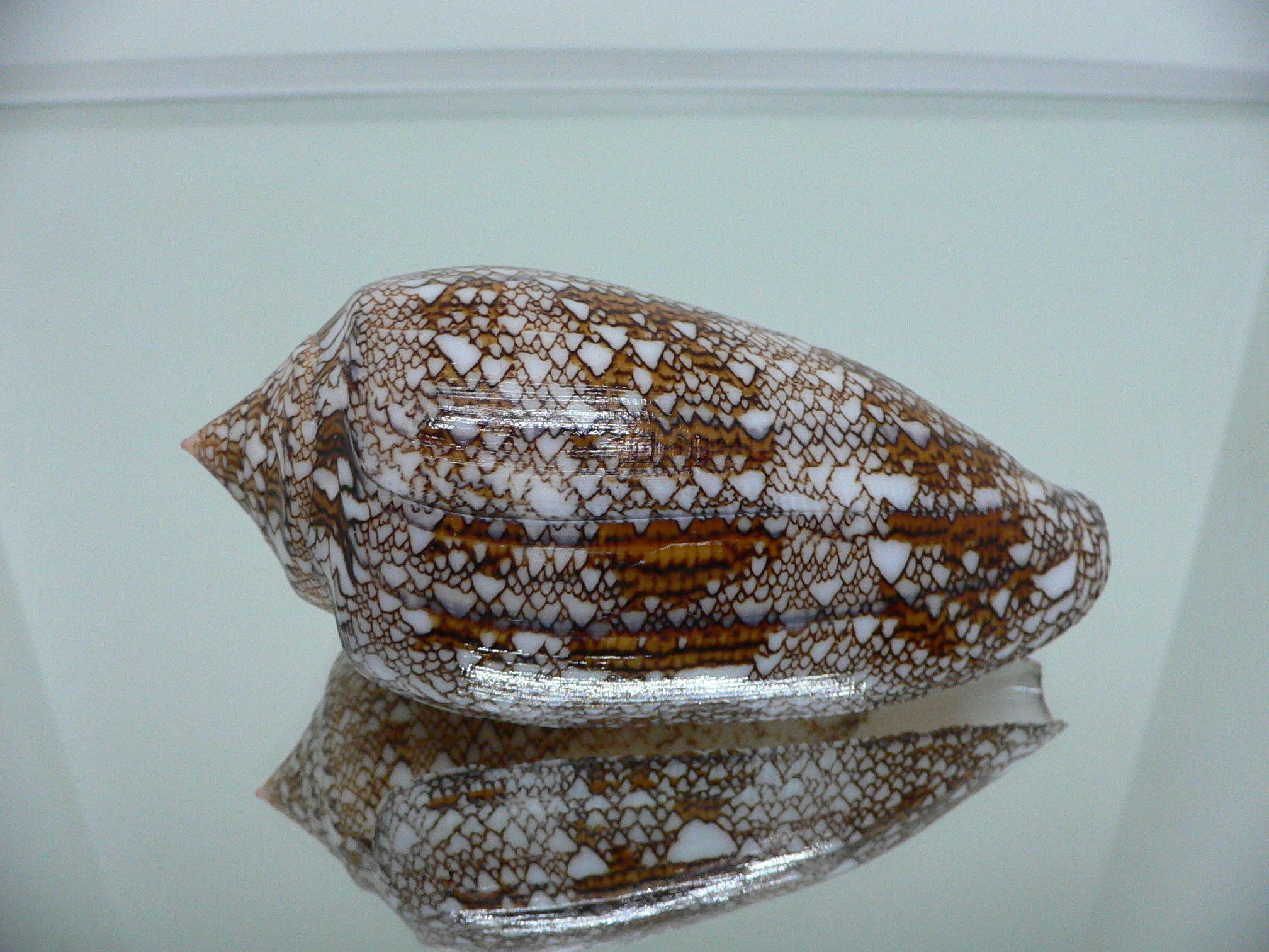 Conus textile SUPER COLOR