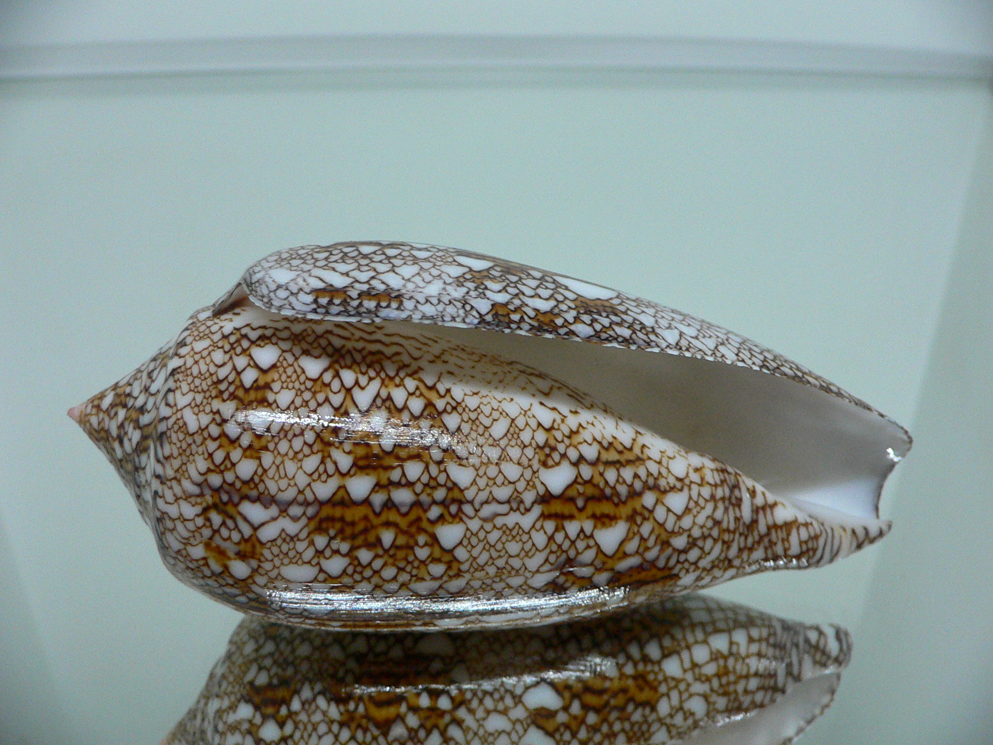 Conus textile SUPER COLOR