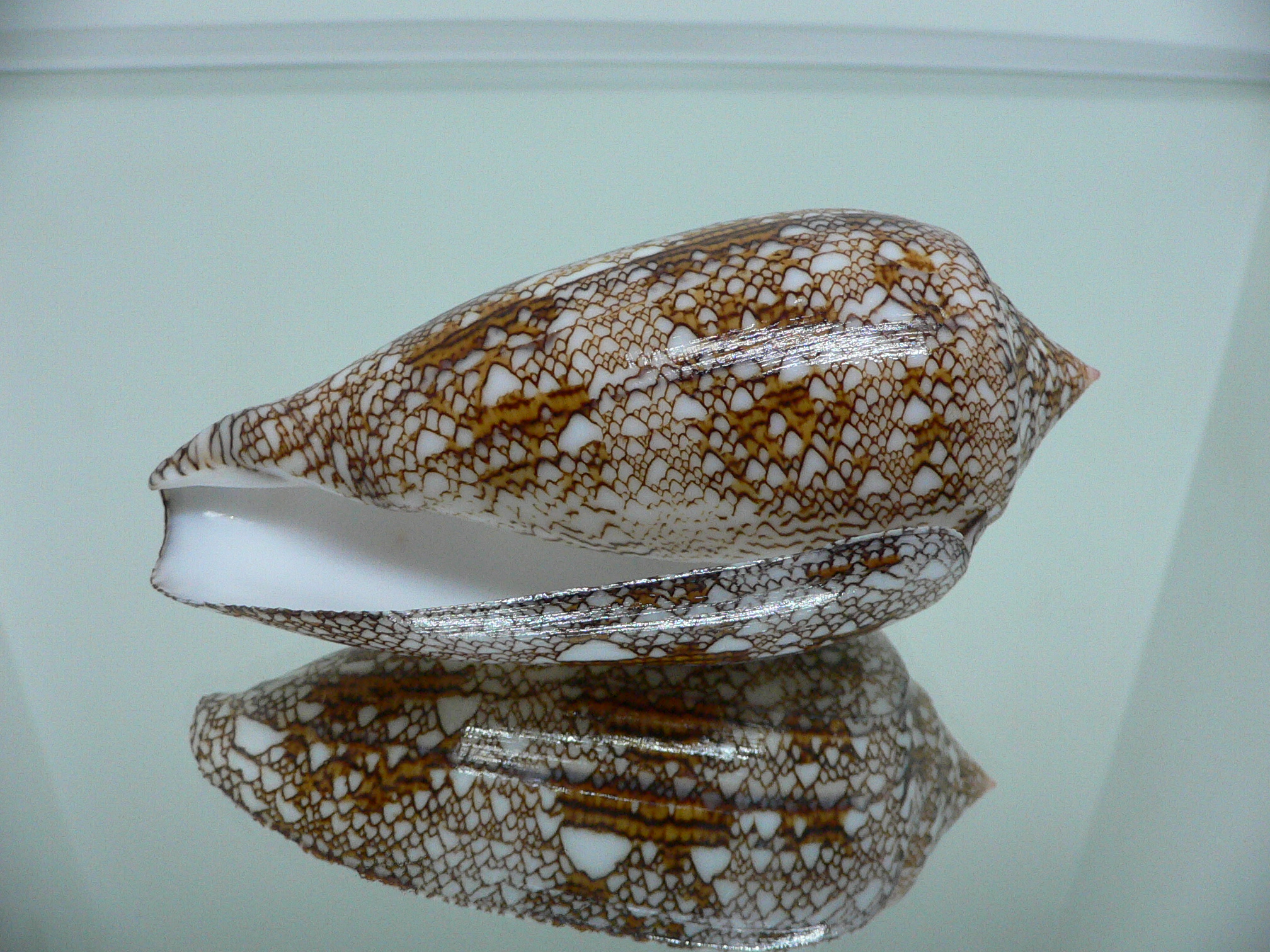 Conus textile SUPER COLOR