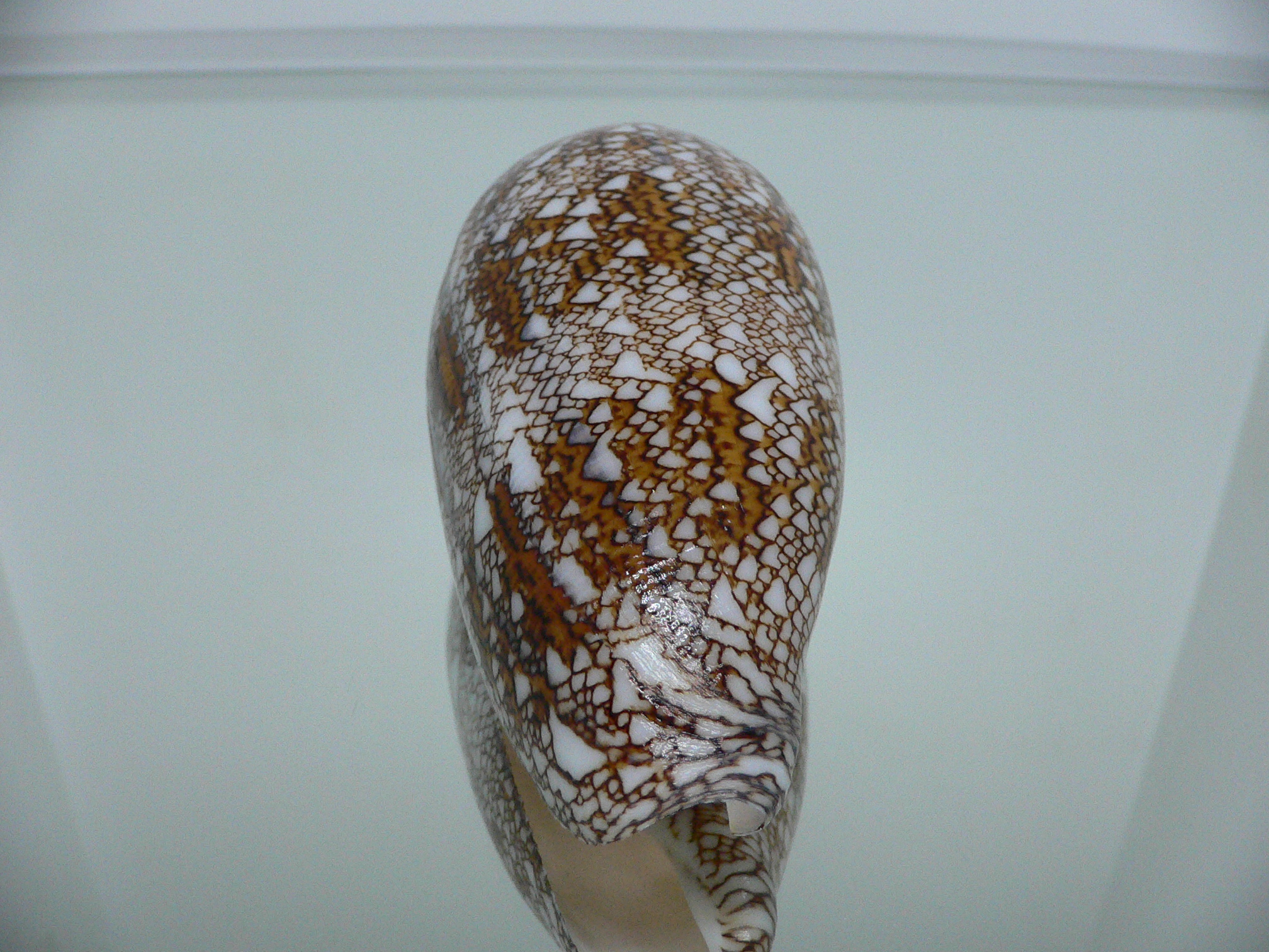 Conus textile SUPER COLOR