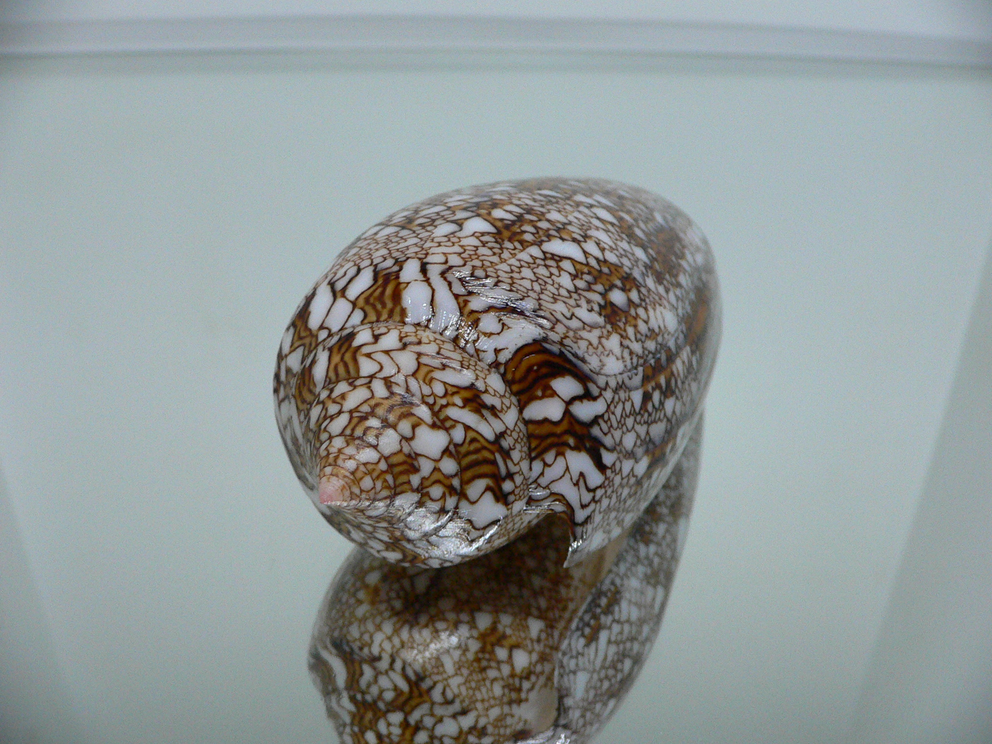 Conus textile SUPER COLOR