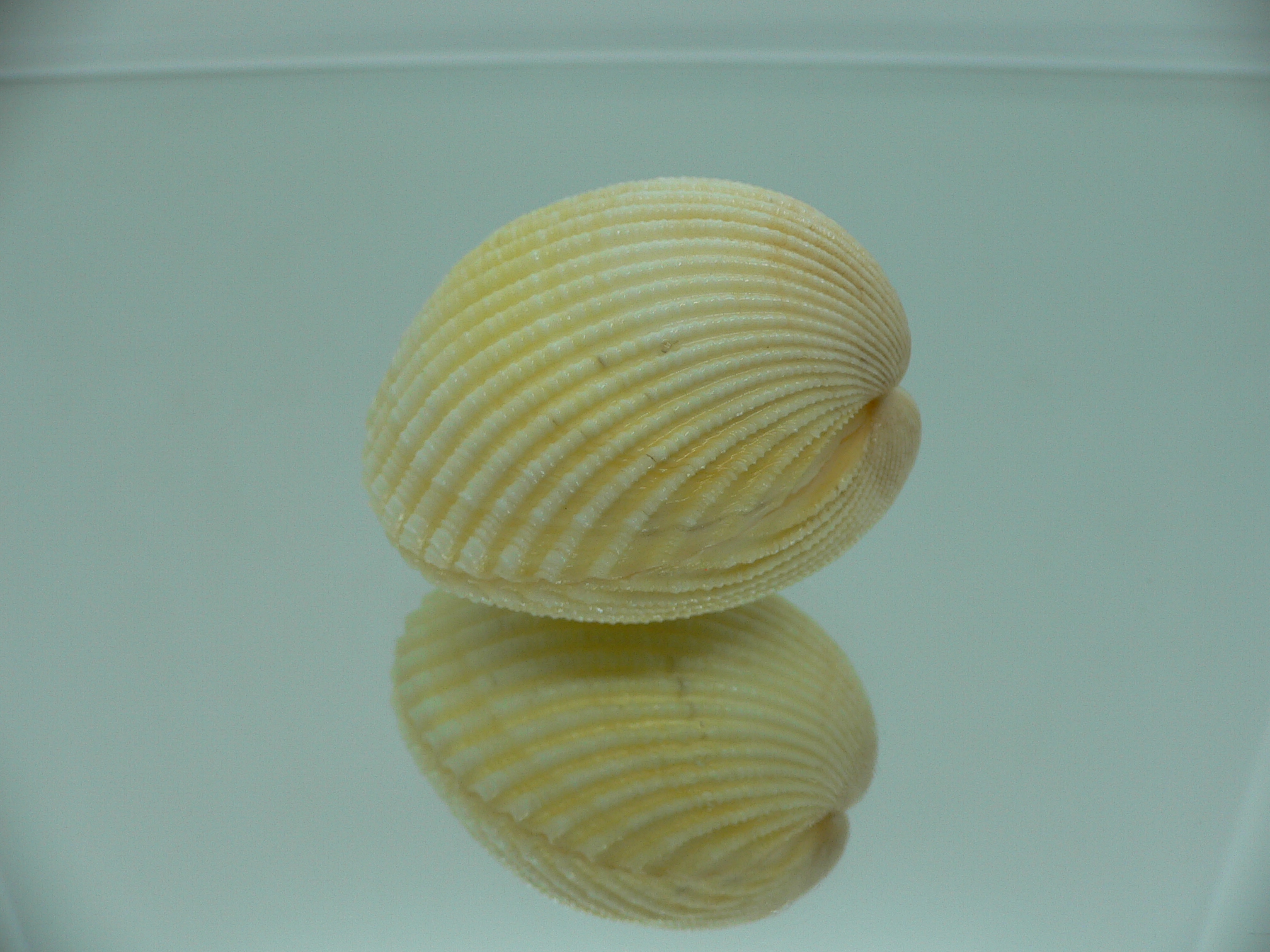 Vasticardium flavum