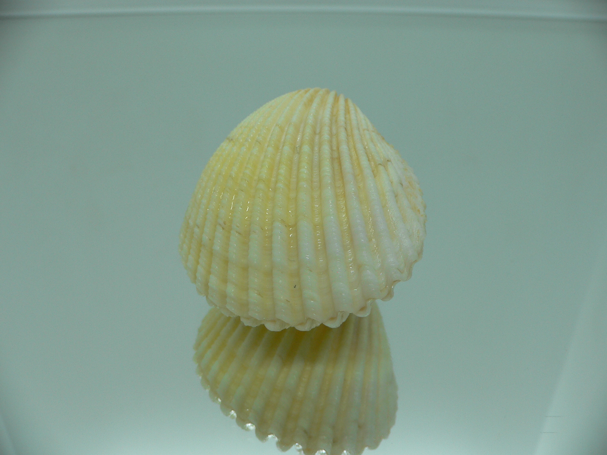 Vasticardium flavum
