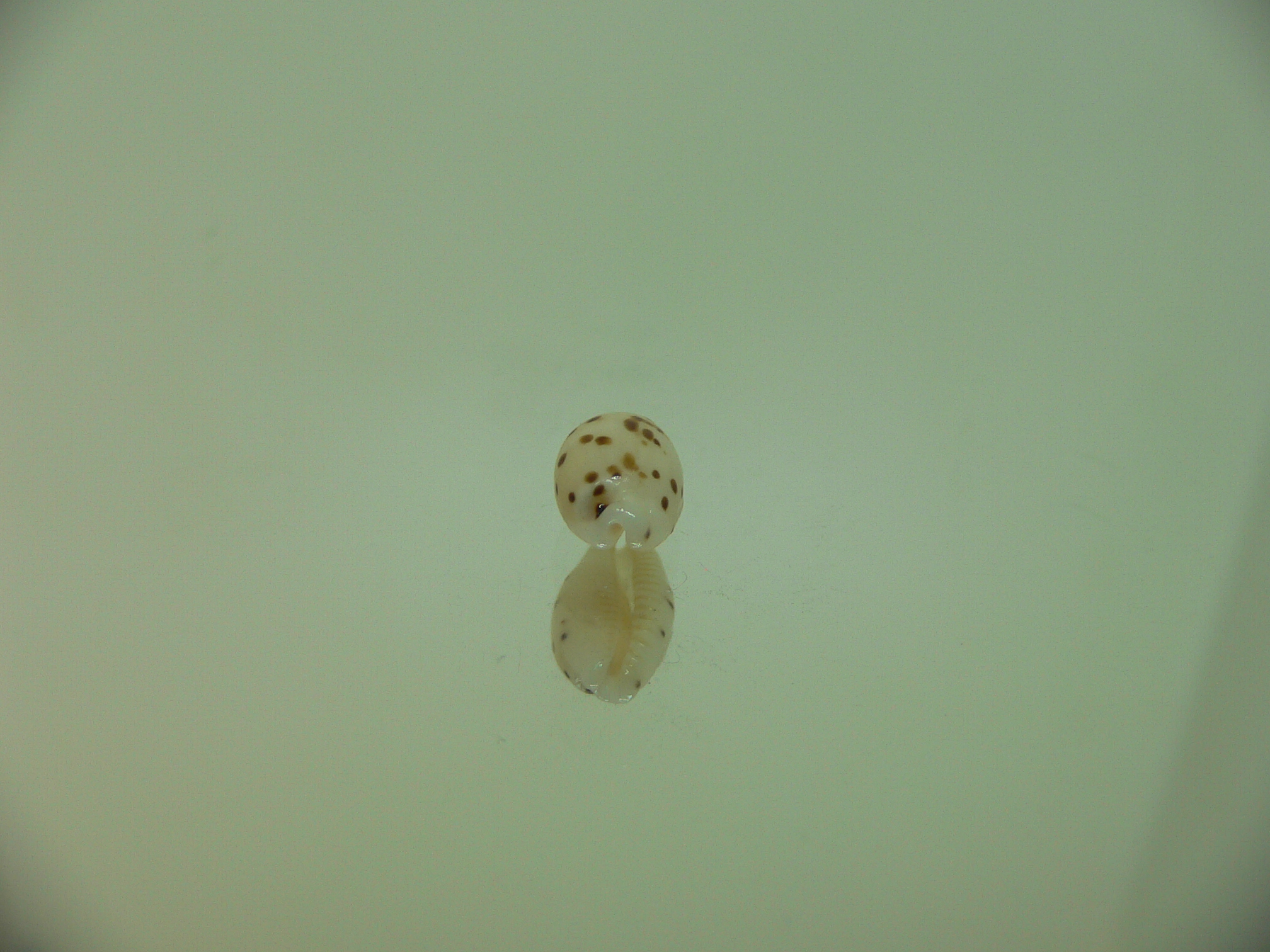 Cypraea punctata persticta (var.)
