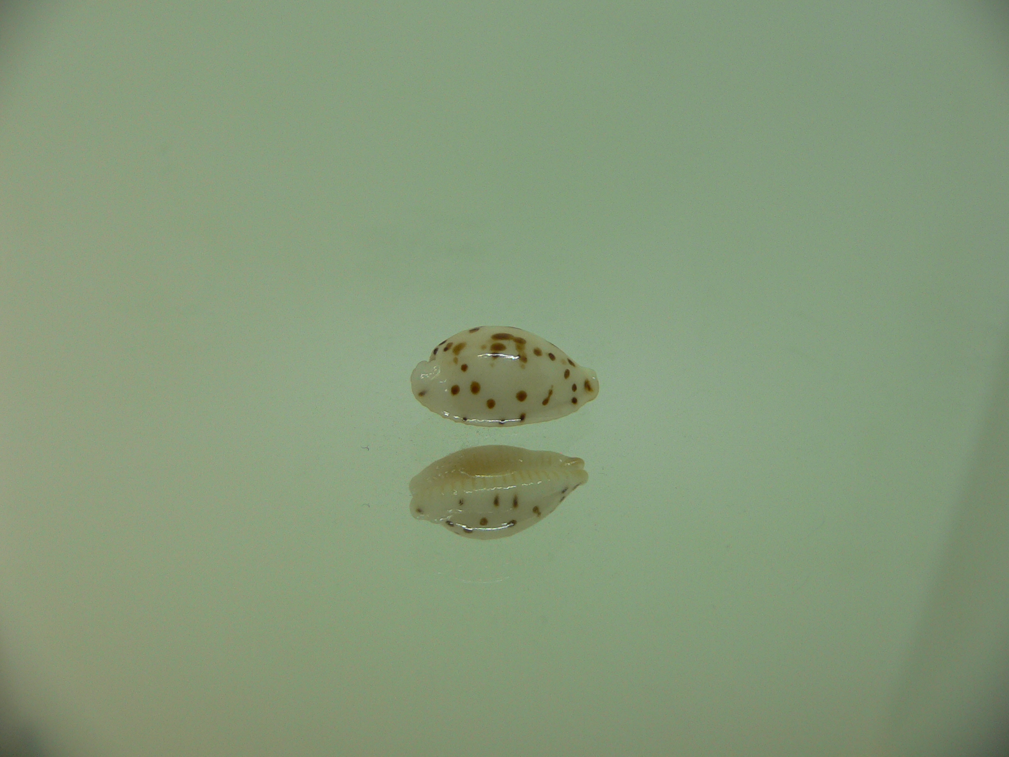 Cypraea punctata persticta (var.)