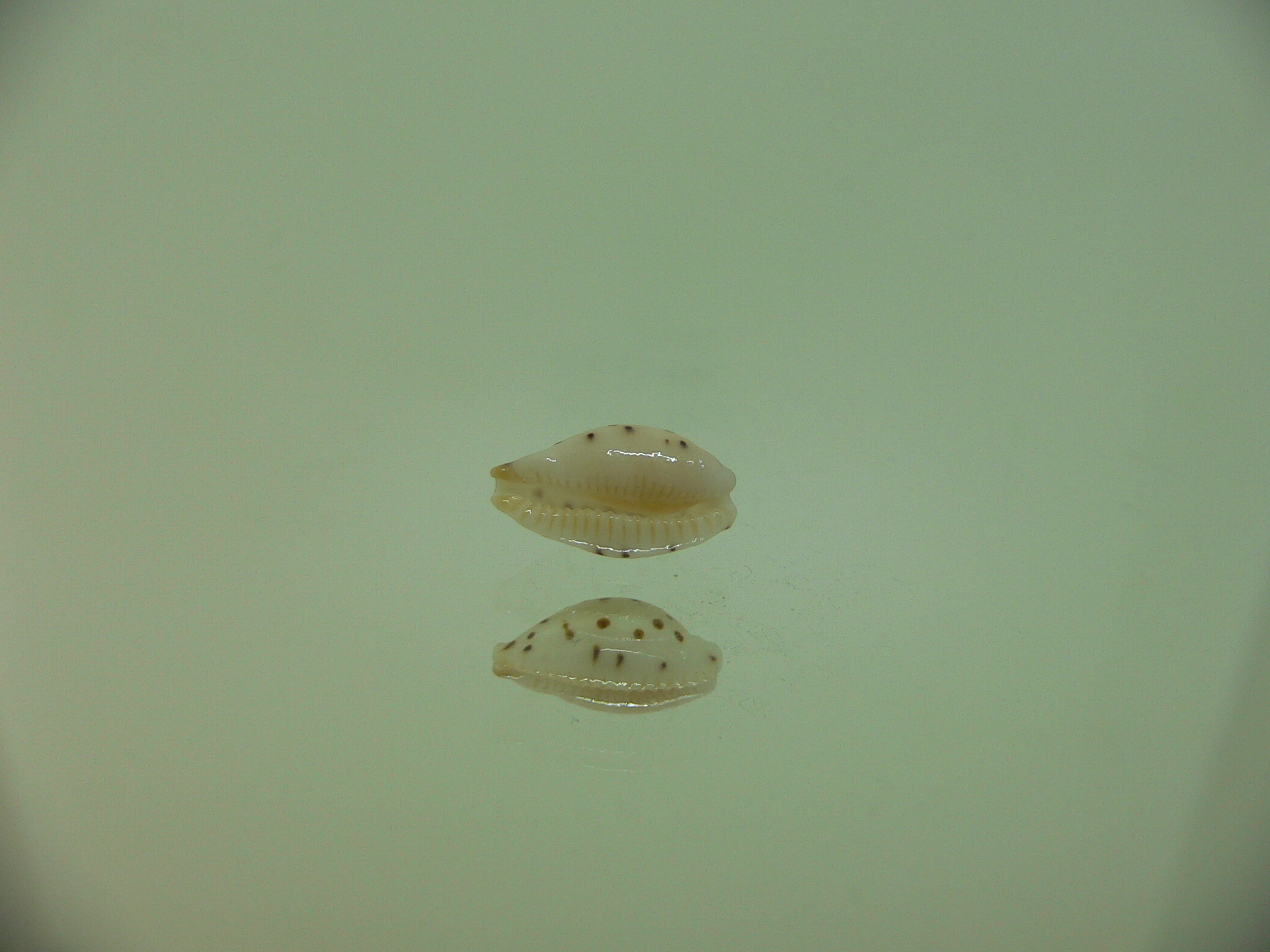 Cypraea punctata persticta (var.)