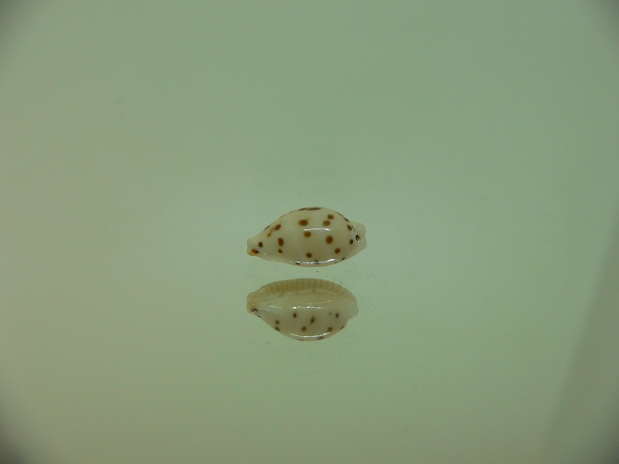 Cypraea punctata persticta (var.)