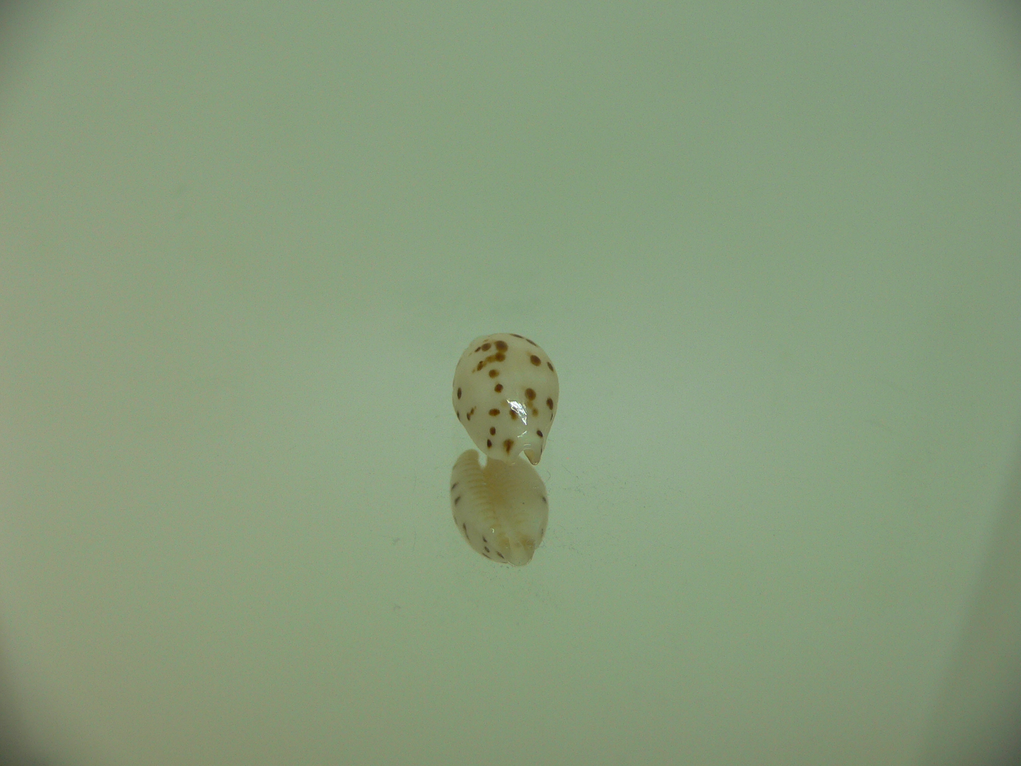 Cypraea punctata persticta (var.)