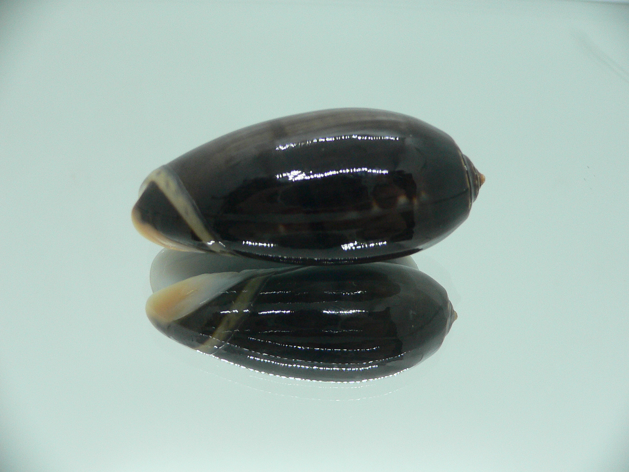 Oliva tigrina glandiformis VERY BIG & RARE