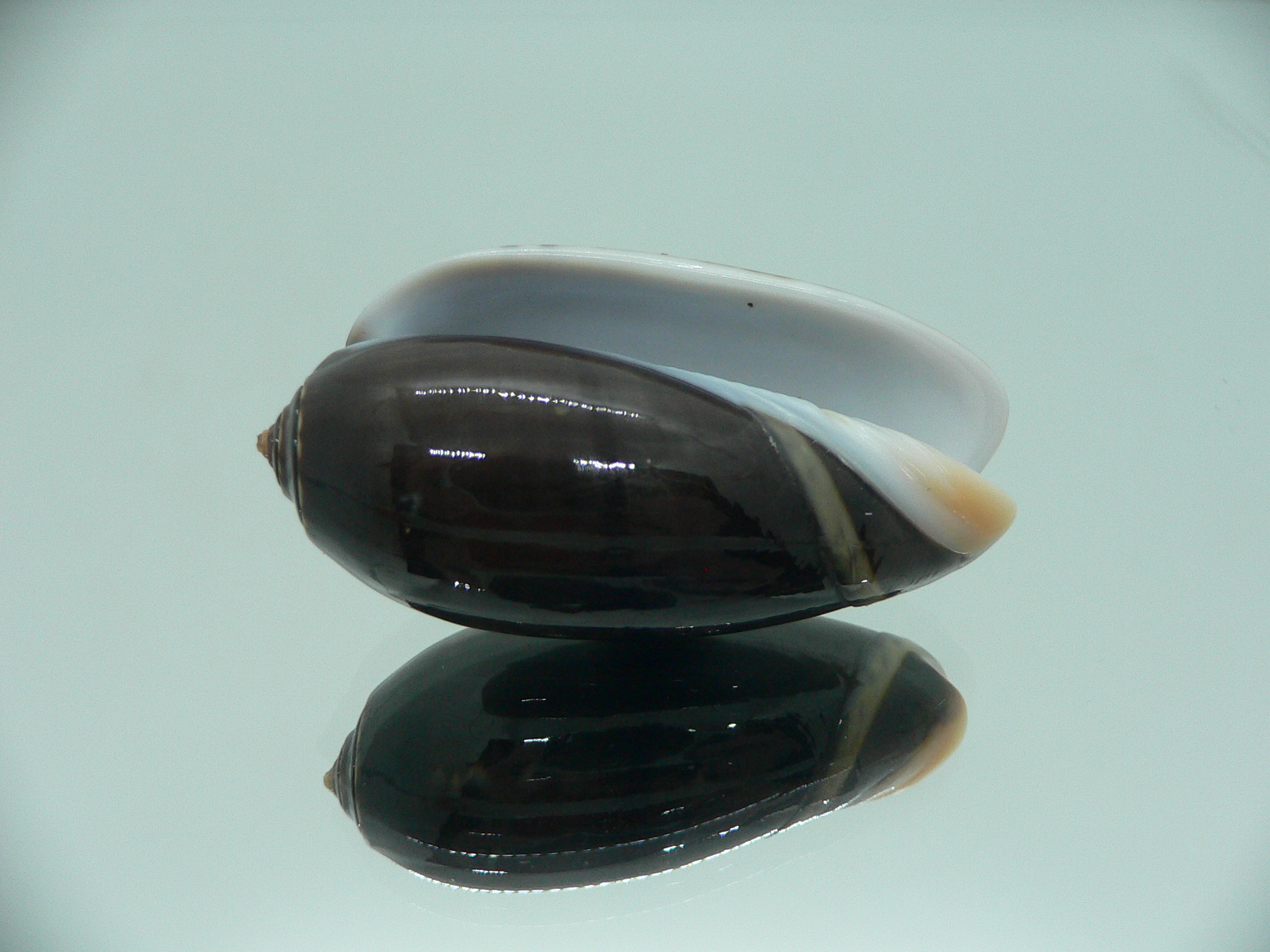 Oliva tigrina glandiformis VERY BIG & RARE