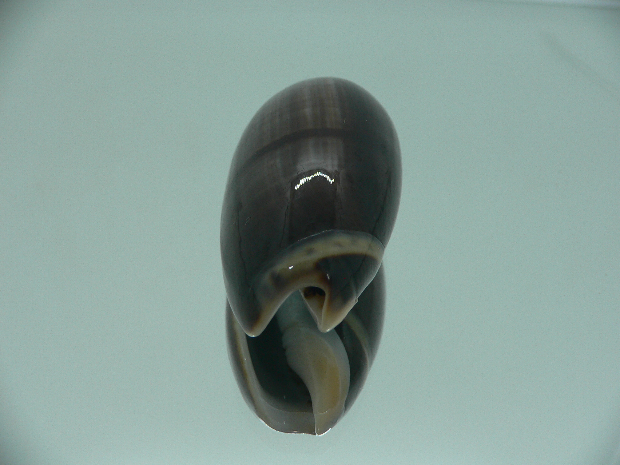 Oliva tigrina glandiformis VERY BIG & RARE