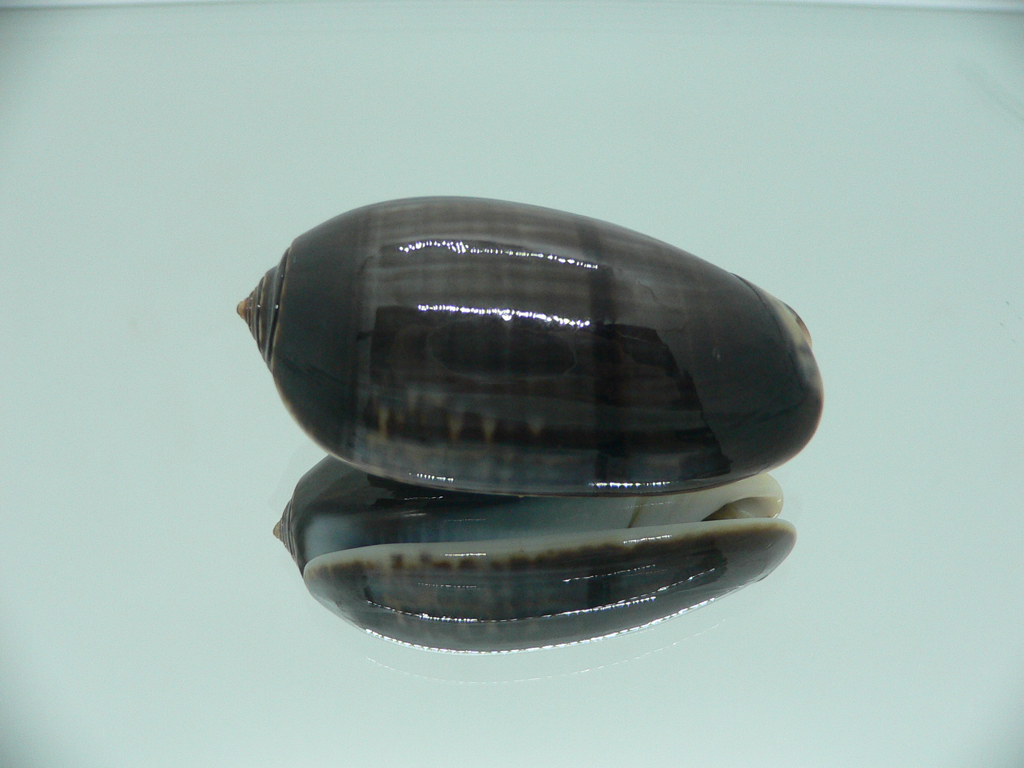 Oliva tigrina glandiformis VERY BIG & RARE