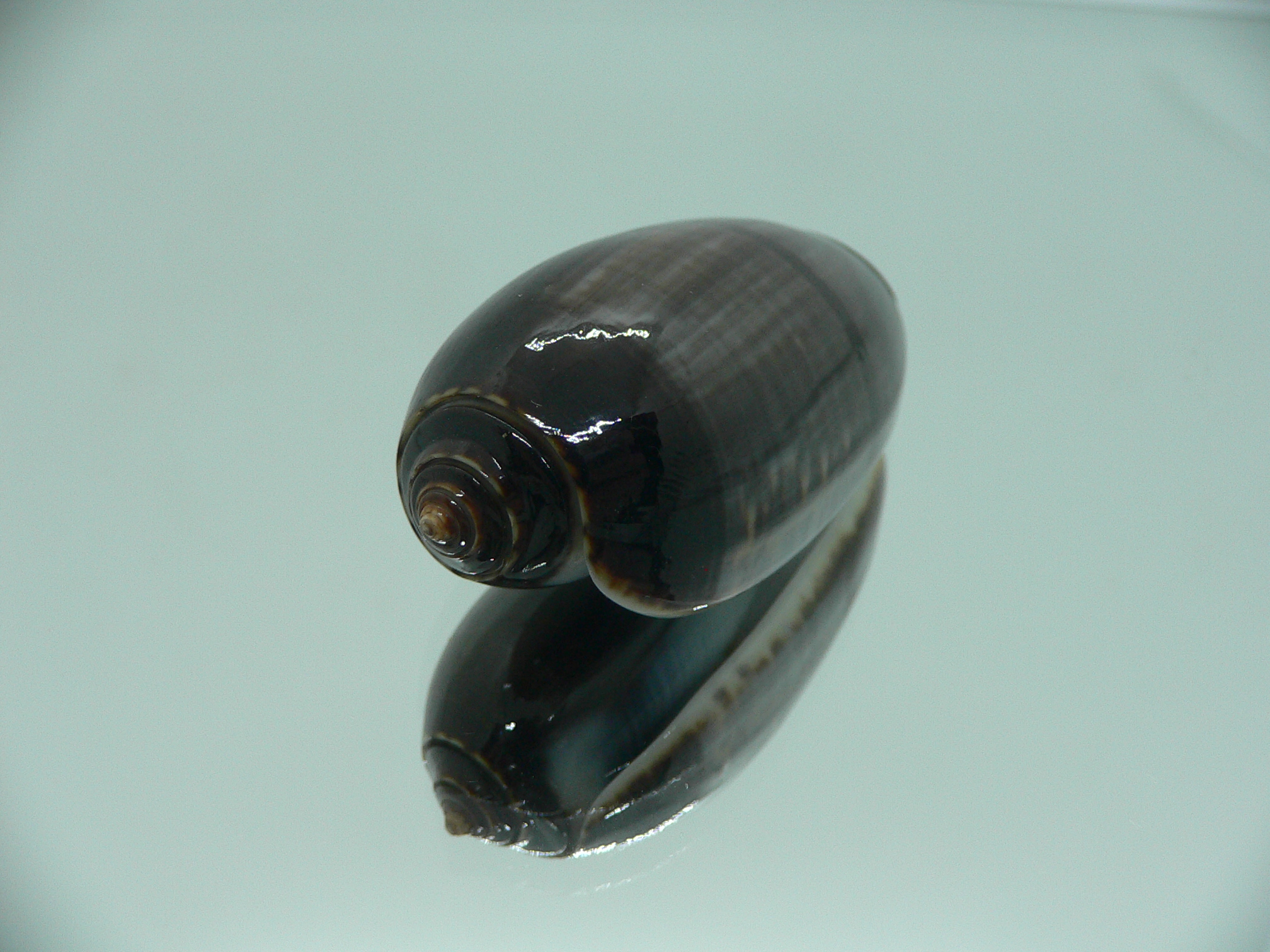 Oliva tigrina glandiformis VERY BIG & RARE