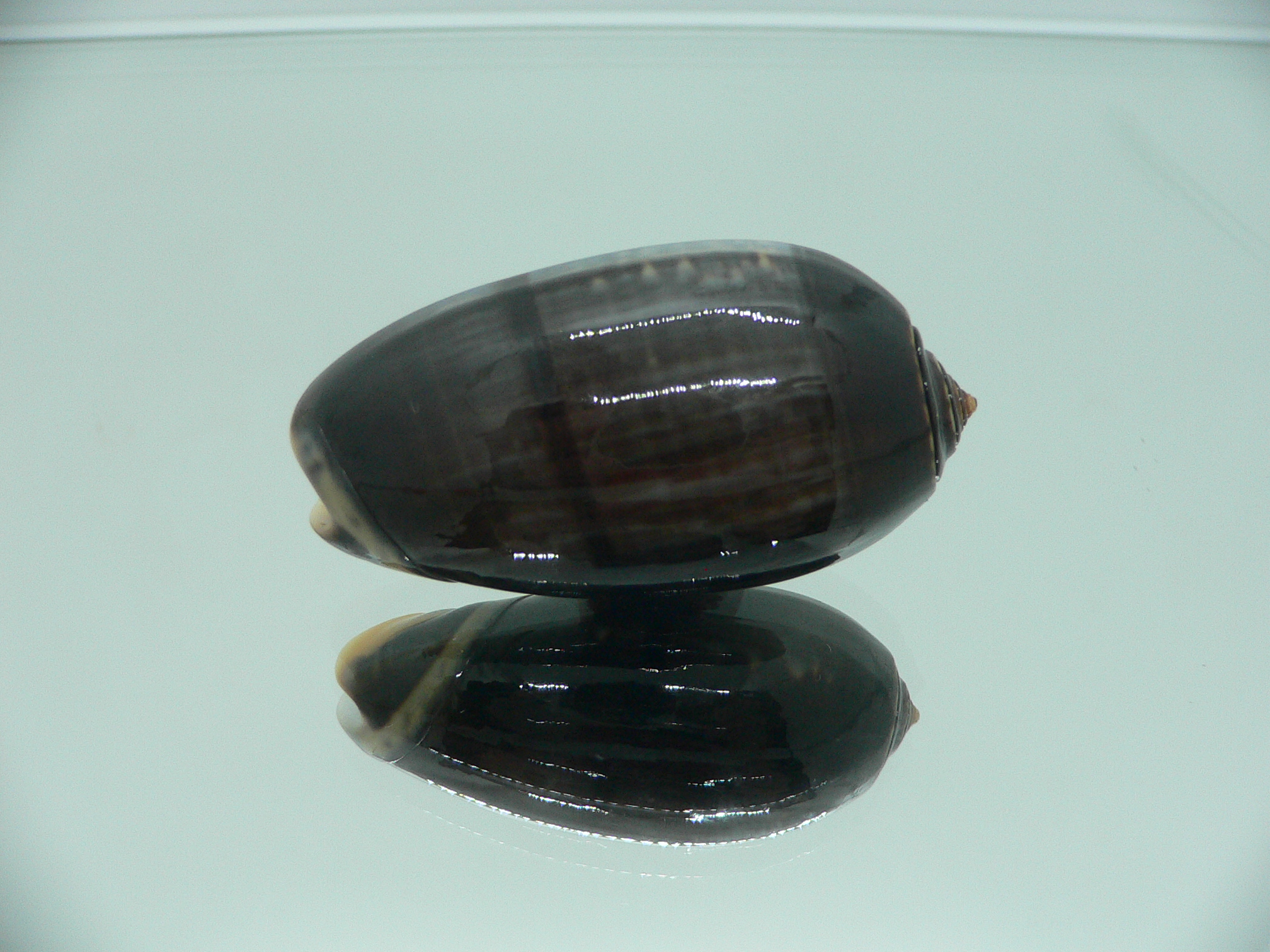 Oliva tigrina glandiformis VERY BIG & RARE