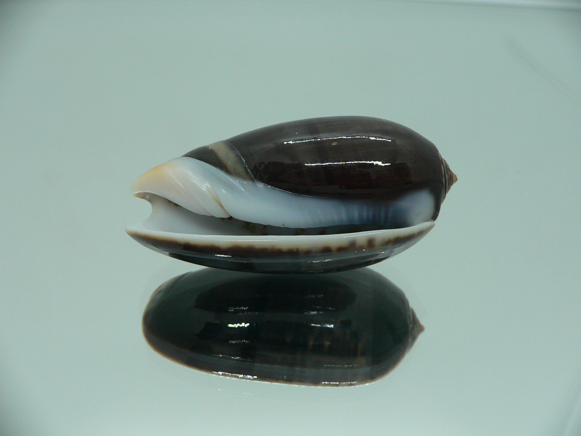 Oliva tigrina glandiformis VERY BIG & RARE