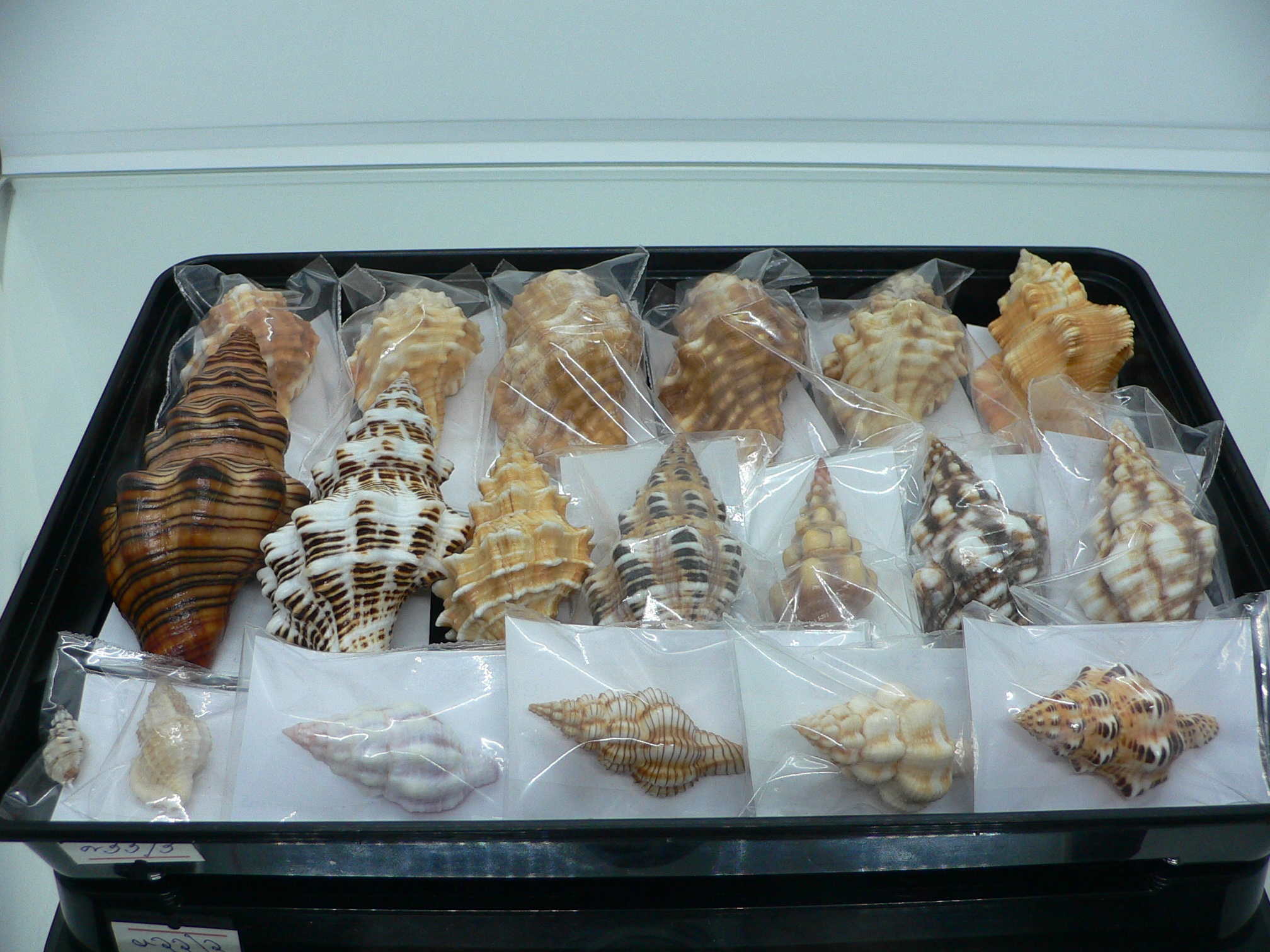 Latirus gibbulus SUPER RUSTY & STRIPES