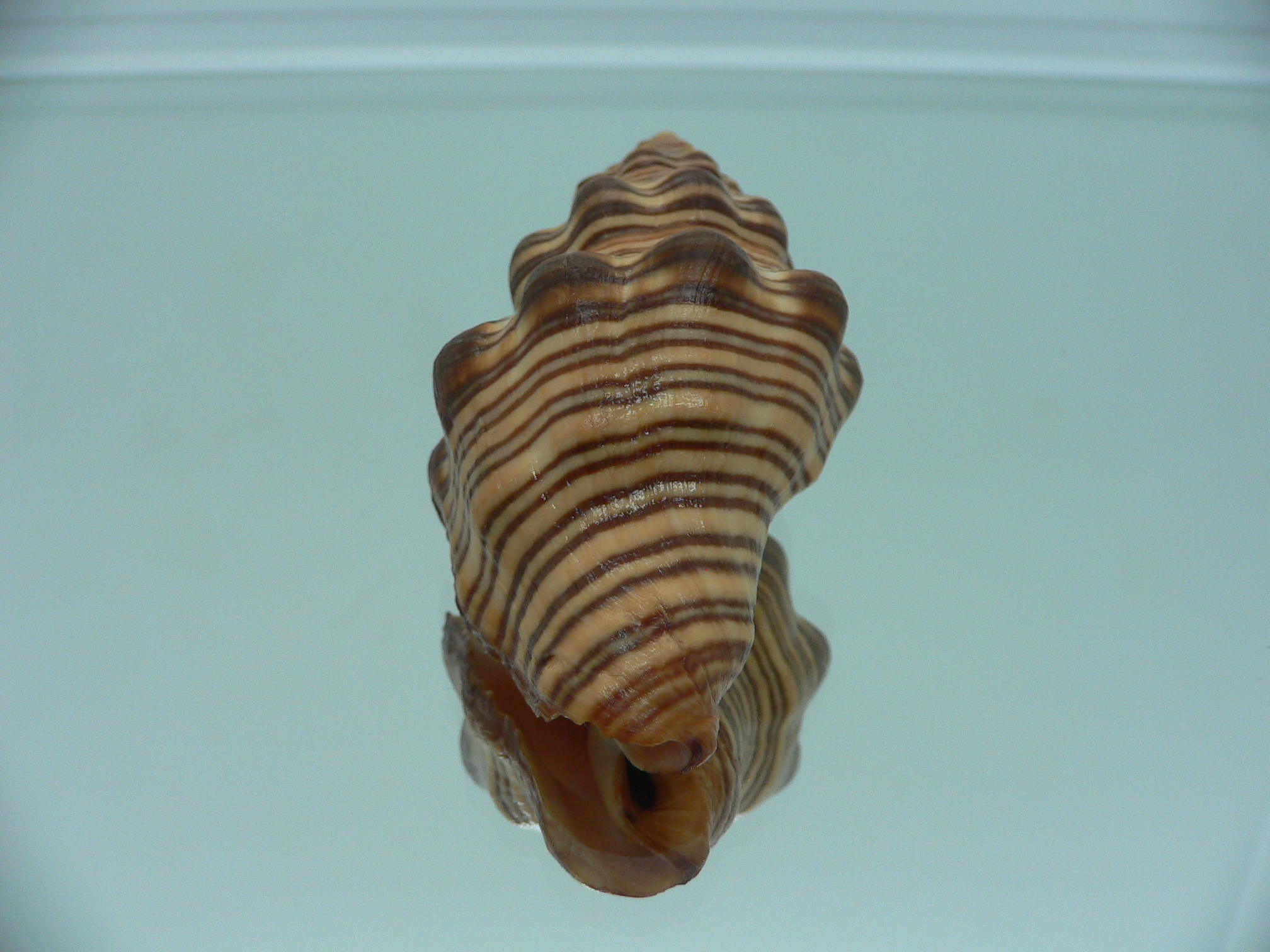 Latirus gibbulus SUPER RUSTY & STRIPES