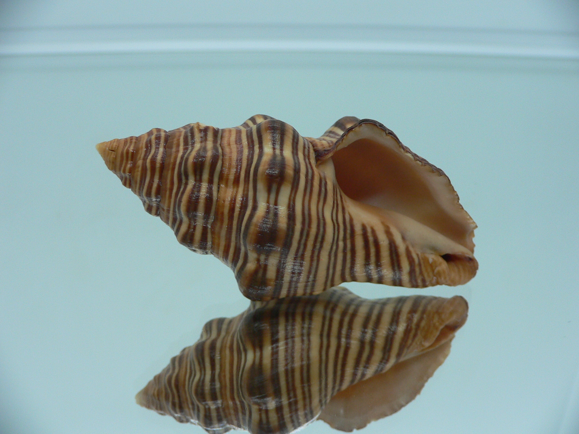 Latirus gibbulus SUPER RUSTY & STRIPES