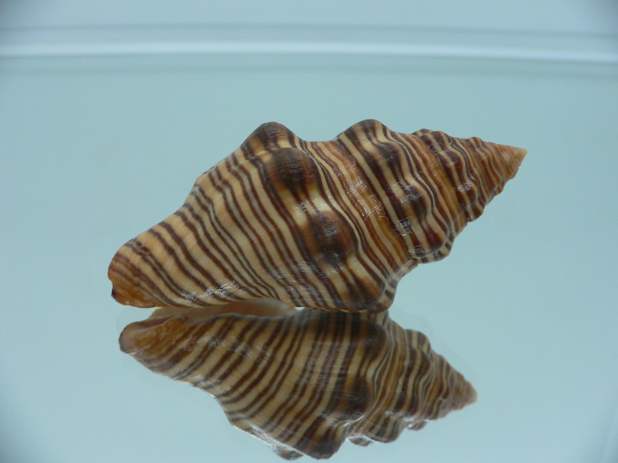 Latirus gibbulus SUPER RUSTY & STRIPES