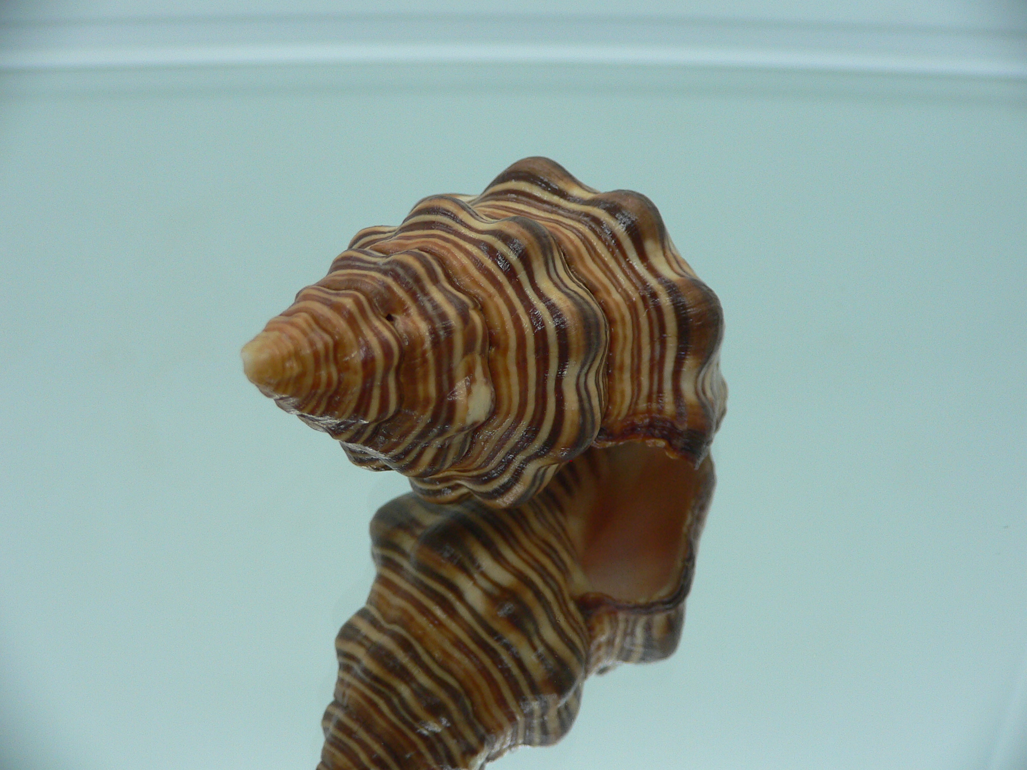 Latirus gibbulus SUPER RUSTY & STRIPES