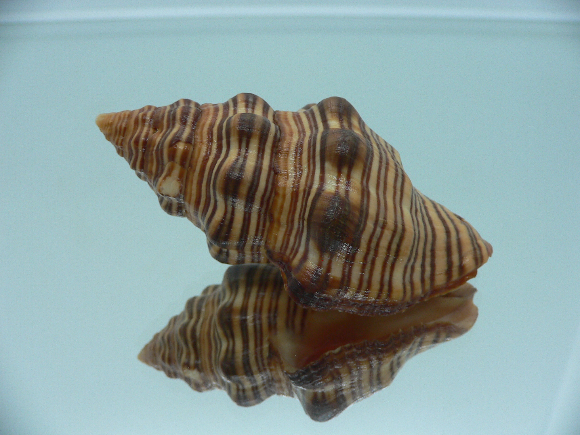 Latirus gibbulus SUPER RUSTY & STRIPES