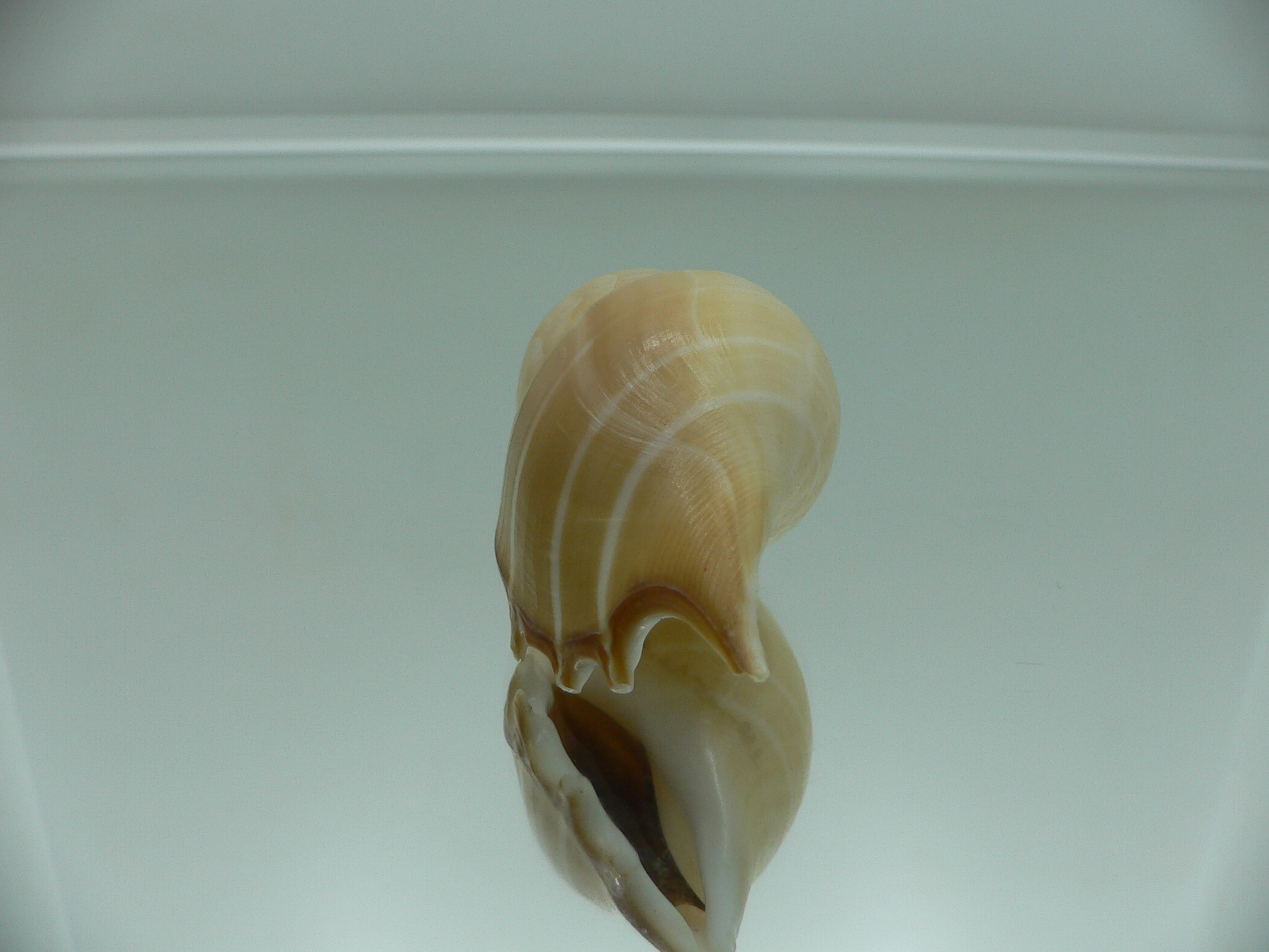 Rostellariella delicatula BIG