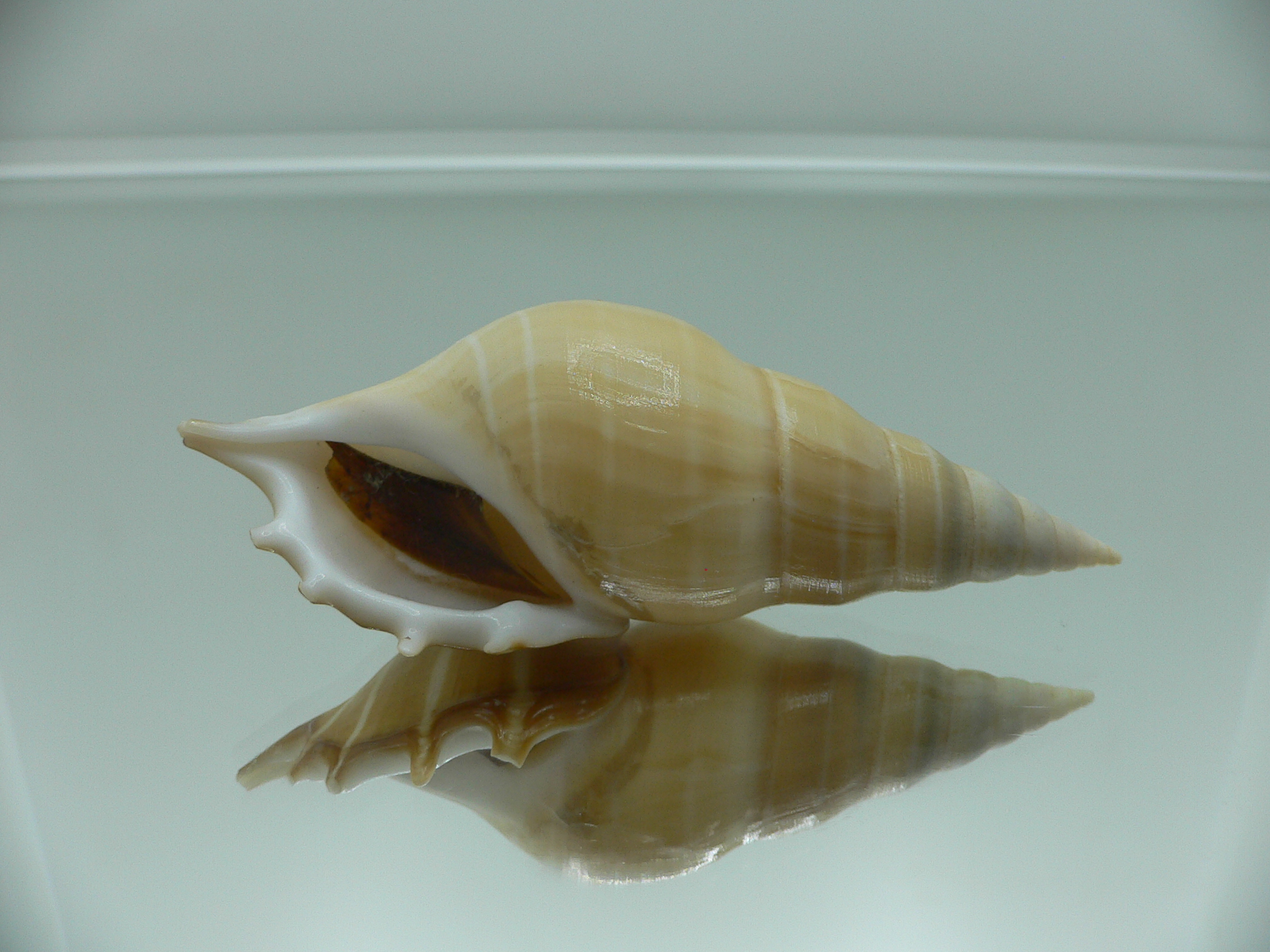 Rostellariella delicatula BIG