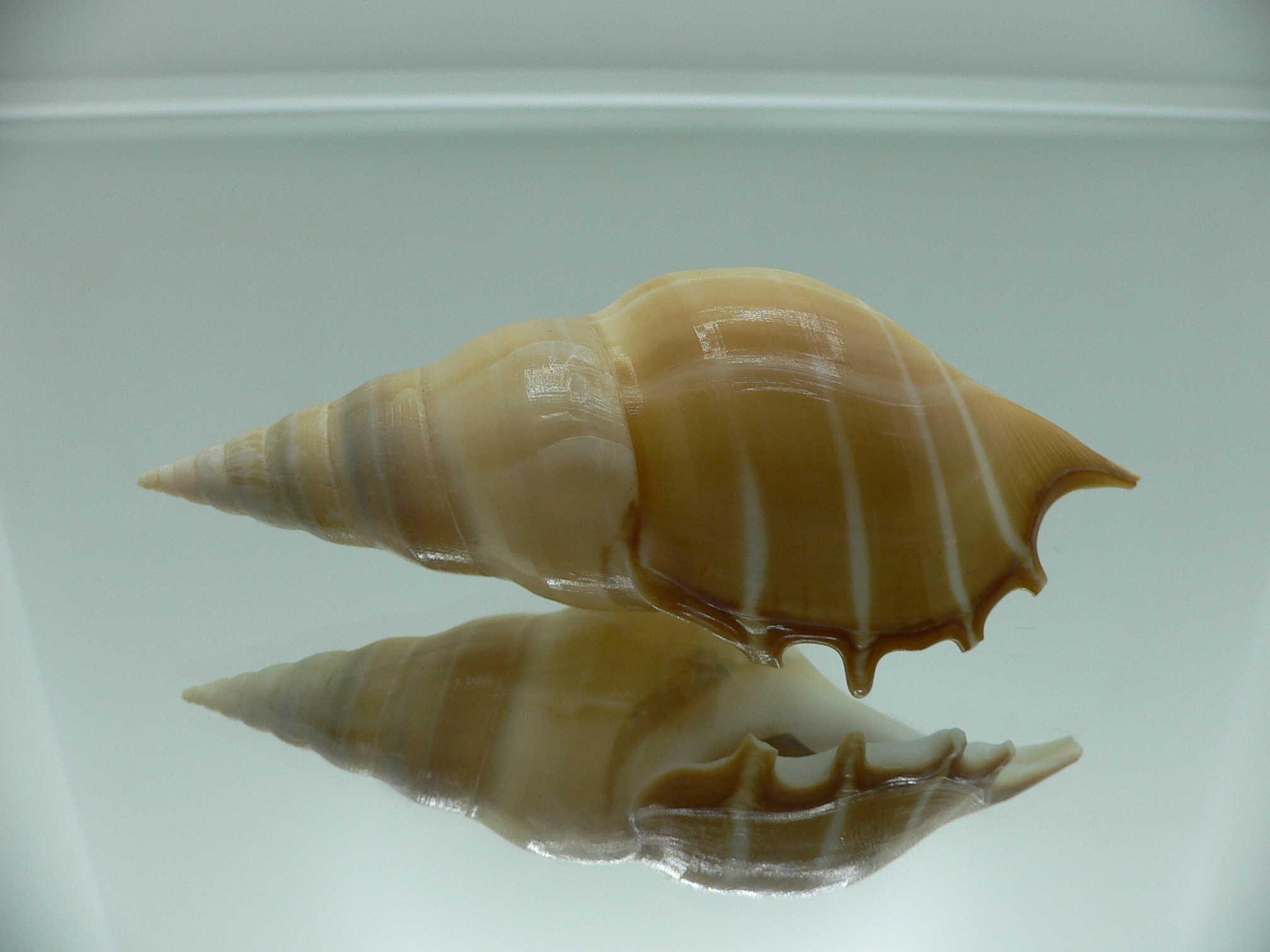 Rostellariella delicatula BIG