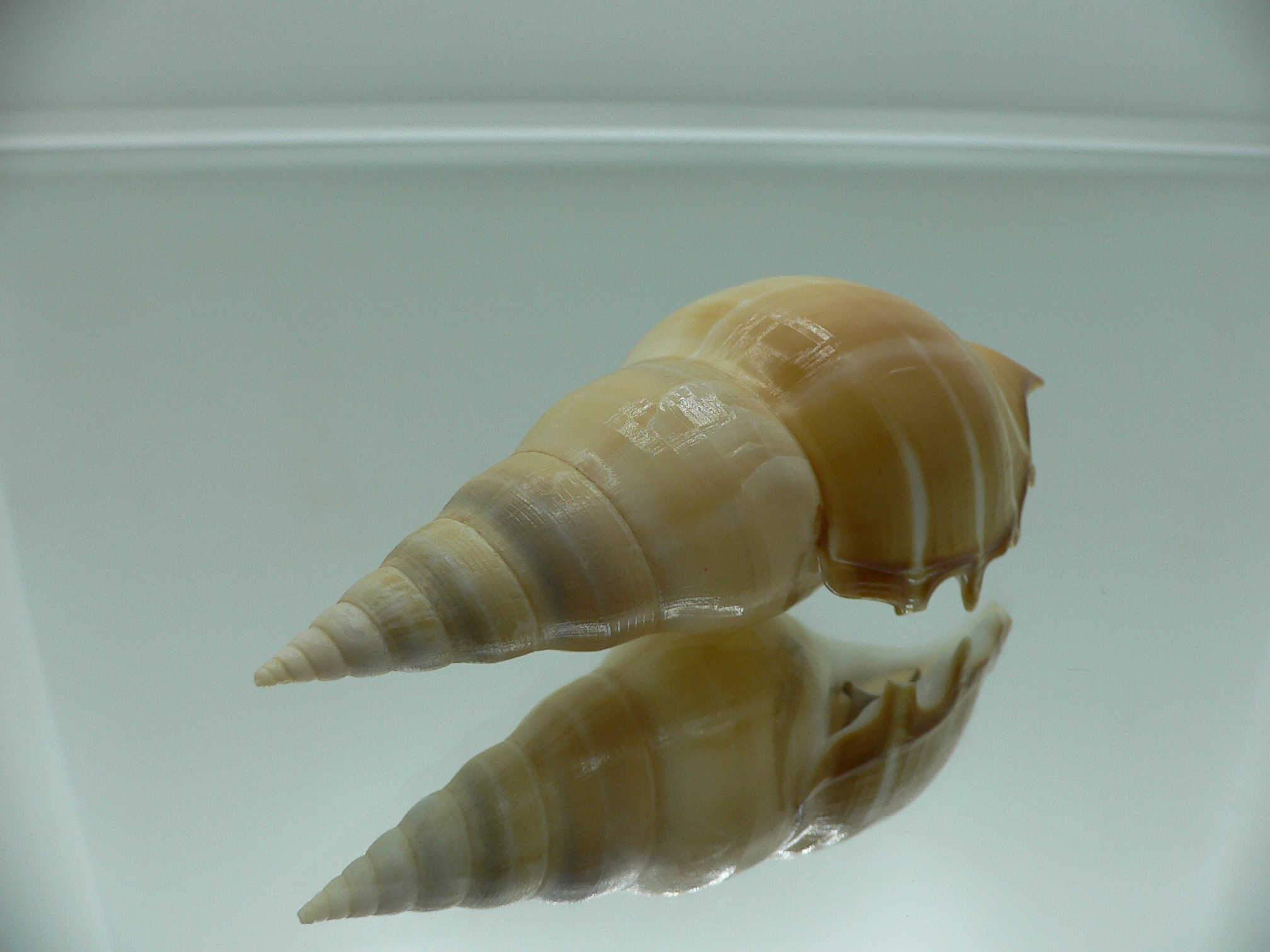 Rostellariella delicatula BIG