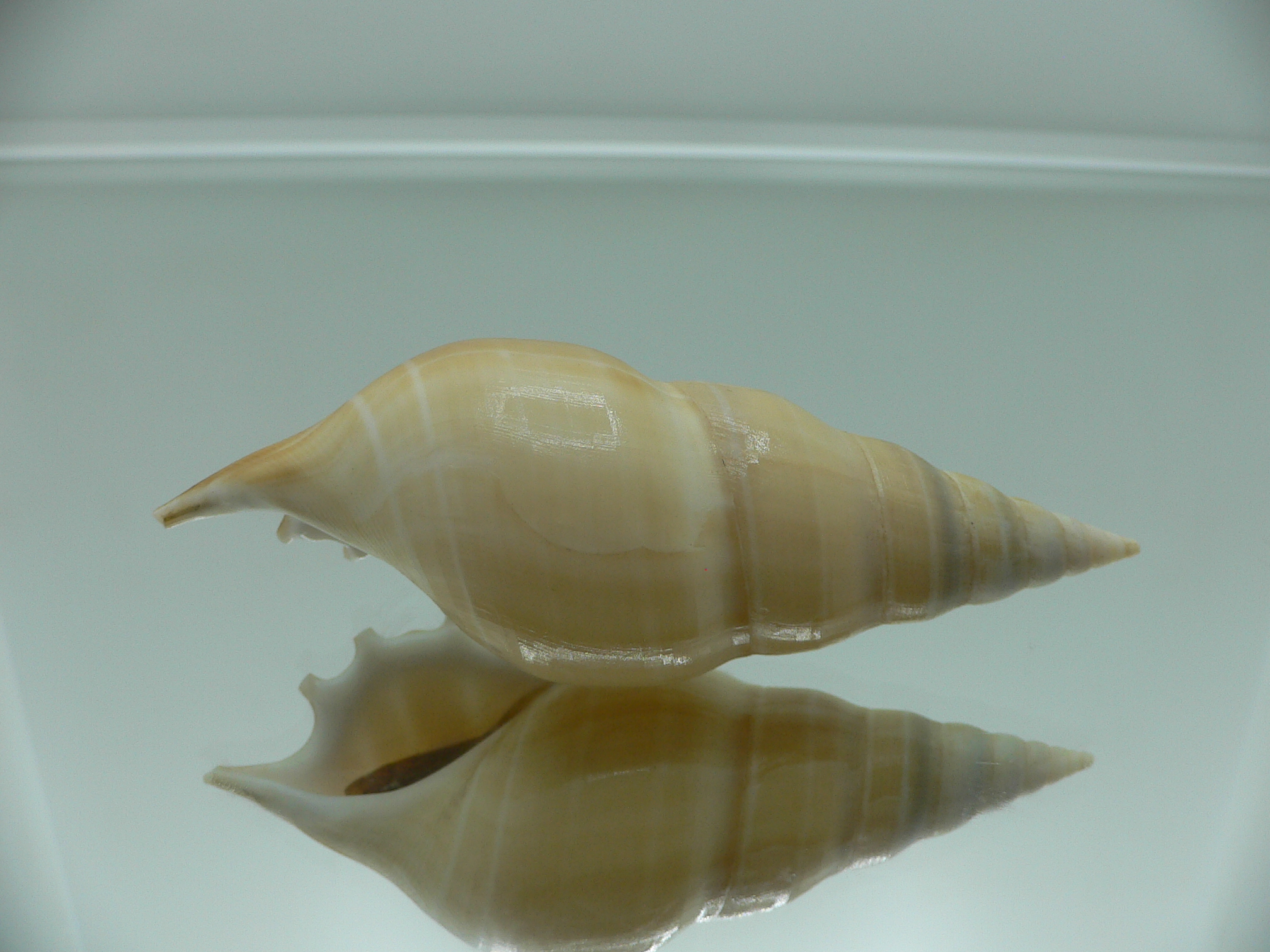 Rostellariella delicatula BIG