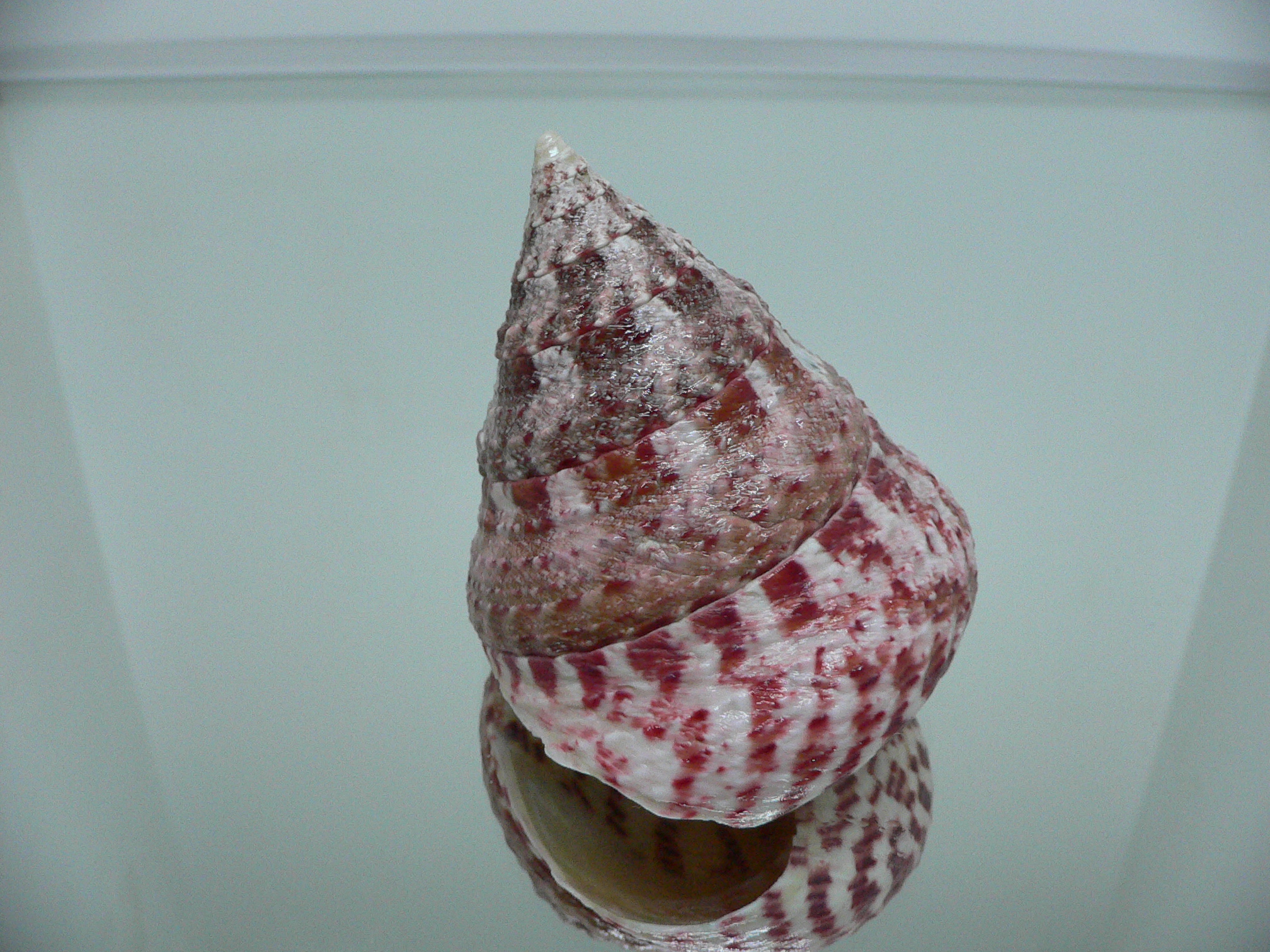 Rochia (Tectus) conus BIG