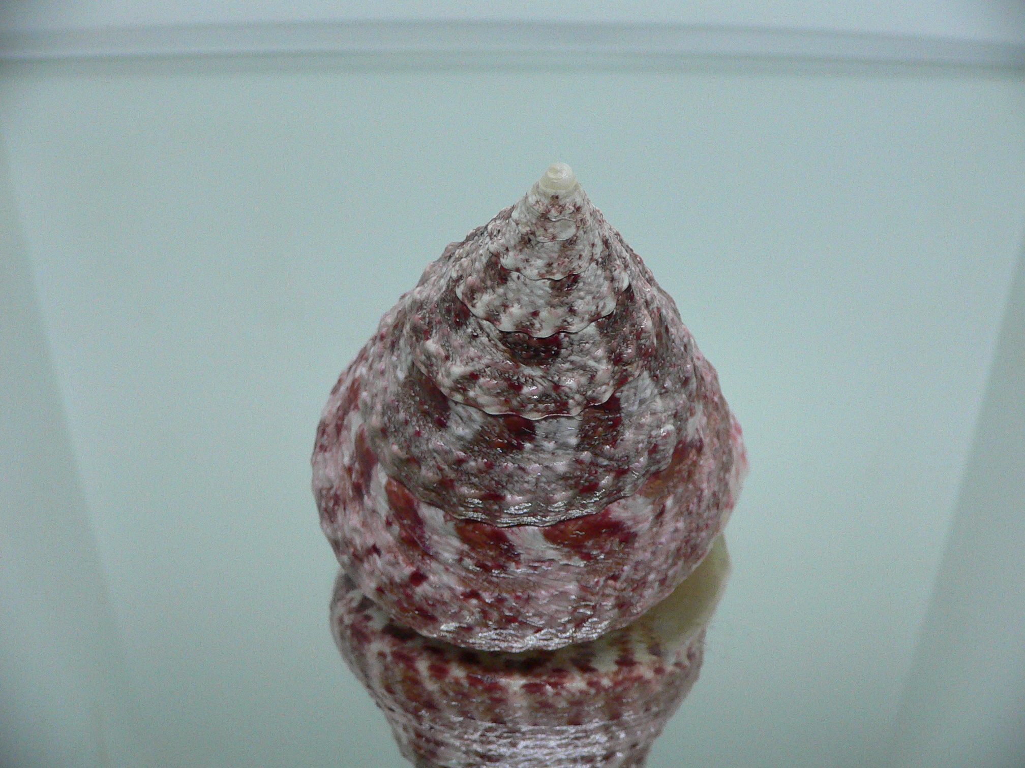 Rochia (Tectus) conus BIG