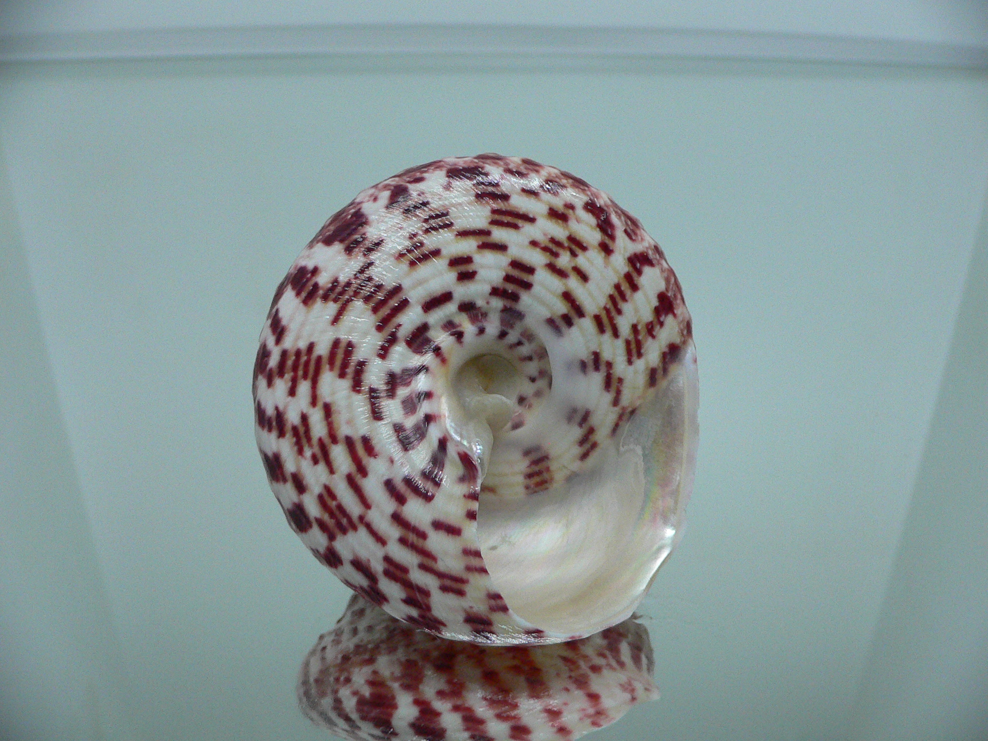 Rochia (Tectus) conus BIG
