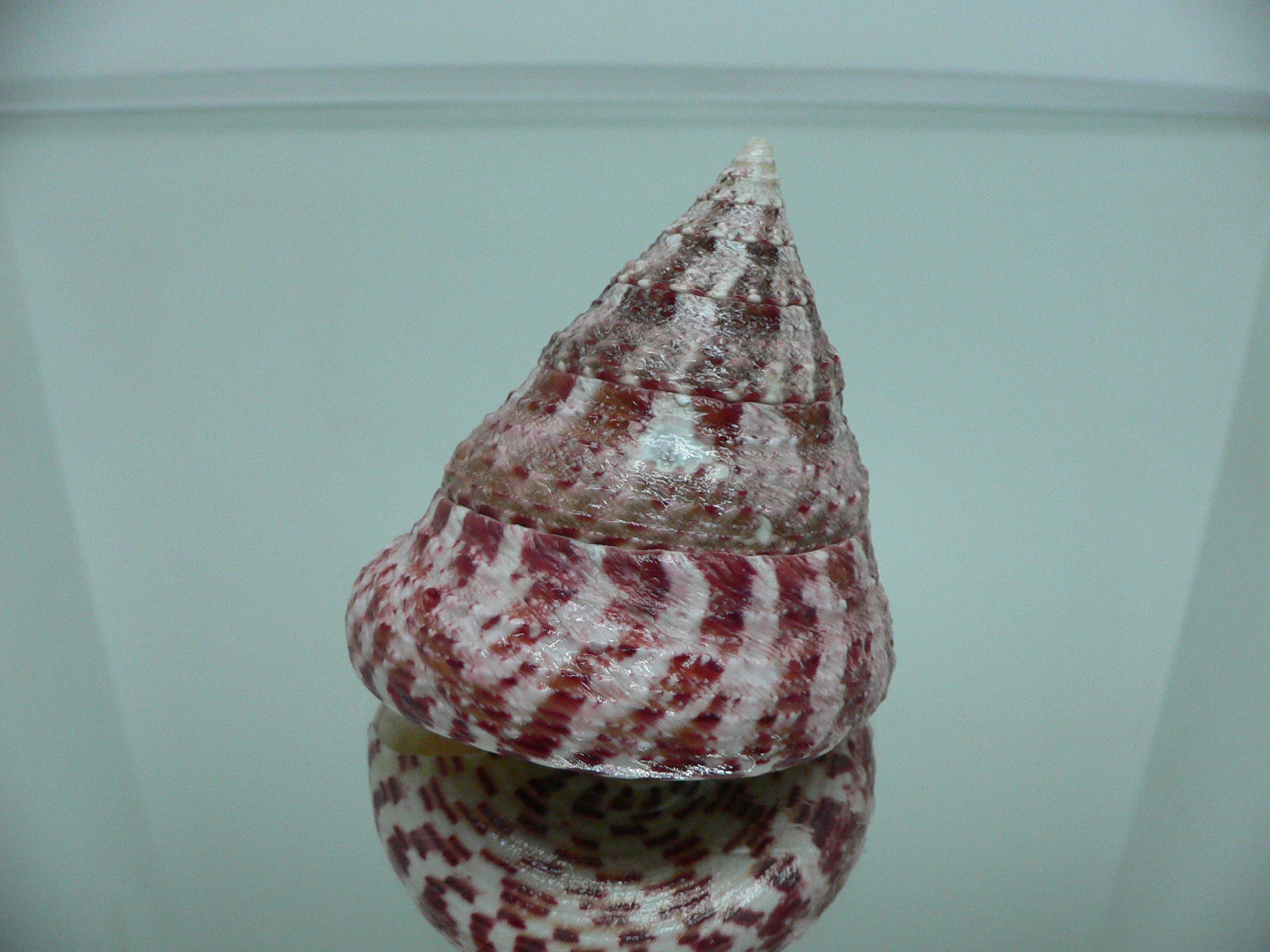 Rochia (Tectus) conus BIG