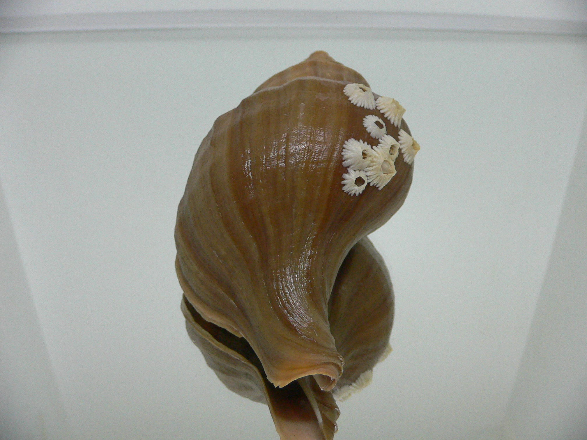 Neptunea cuspidis ELONGATE & FLOWER