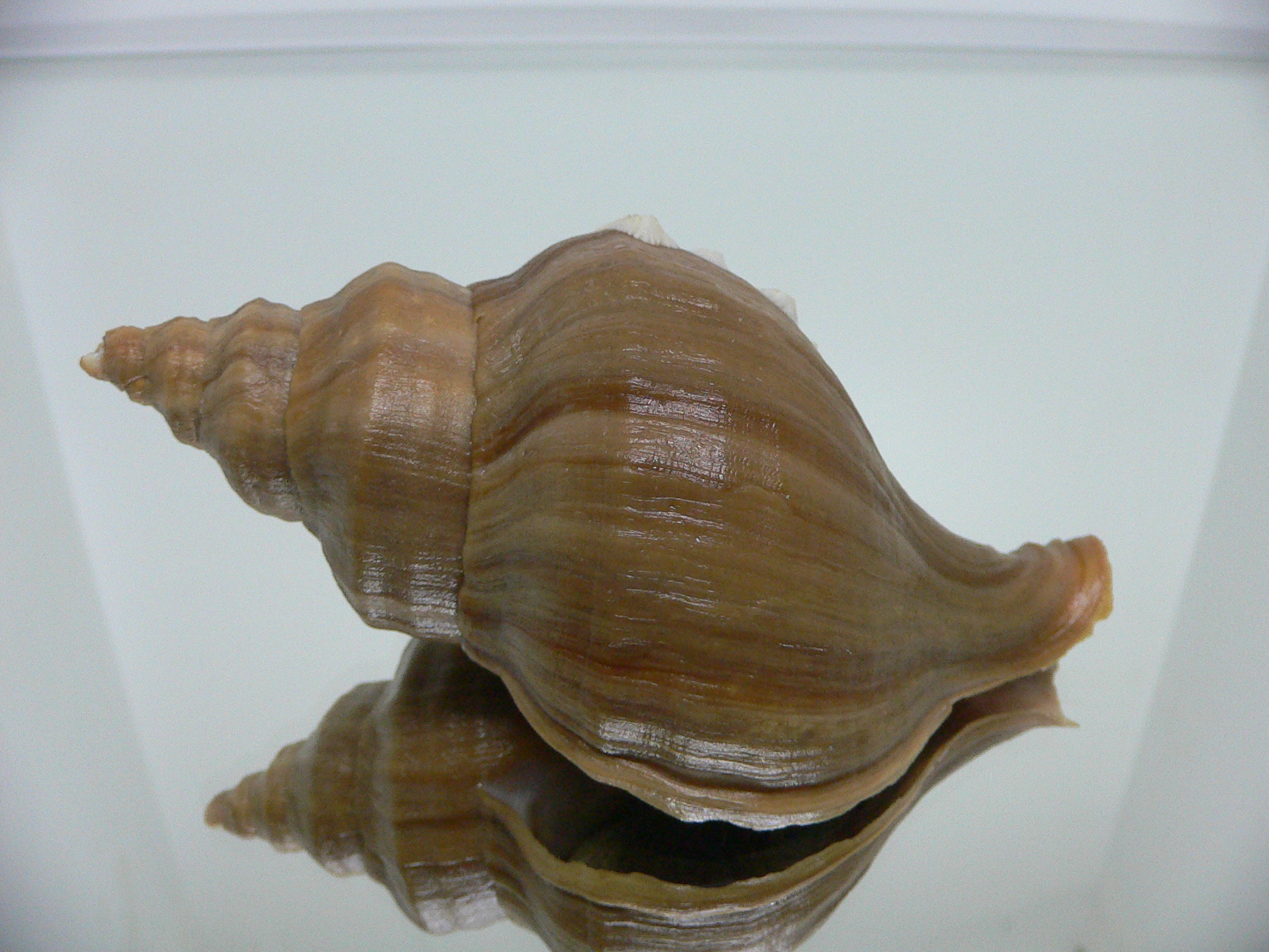 Neptunea cuspidis ELONGATE & FLOWER