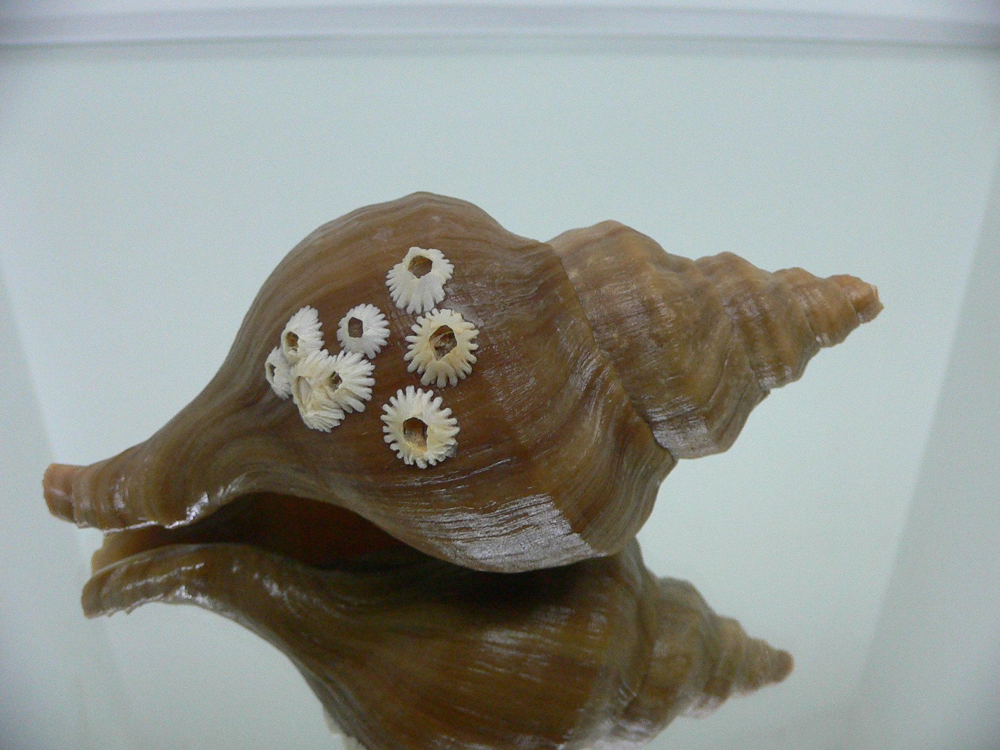 Neptunea cuspidis ELONGATE & FLOWER