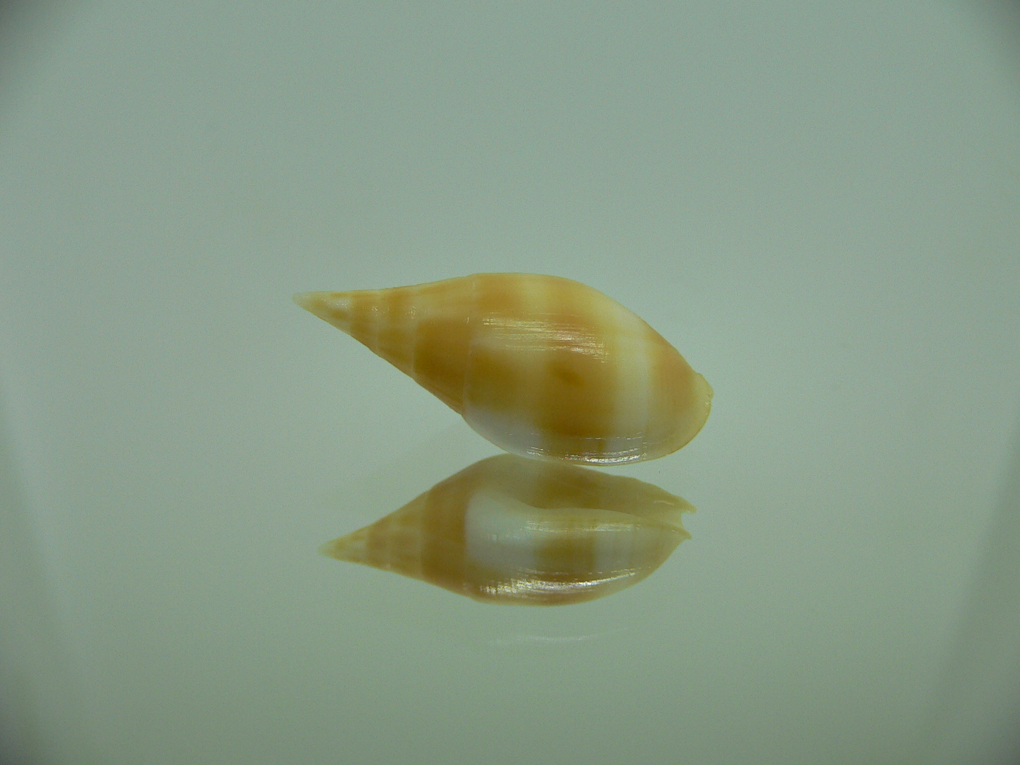 Nebularia acuminata