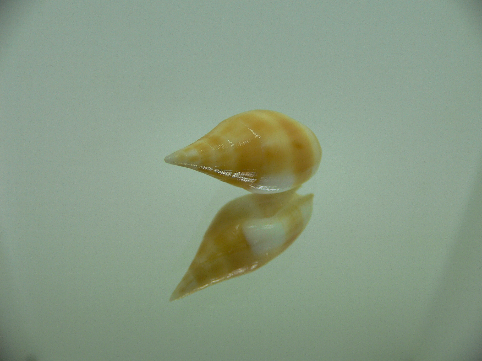 Nebularia acuminata