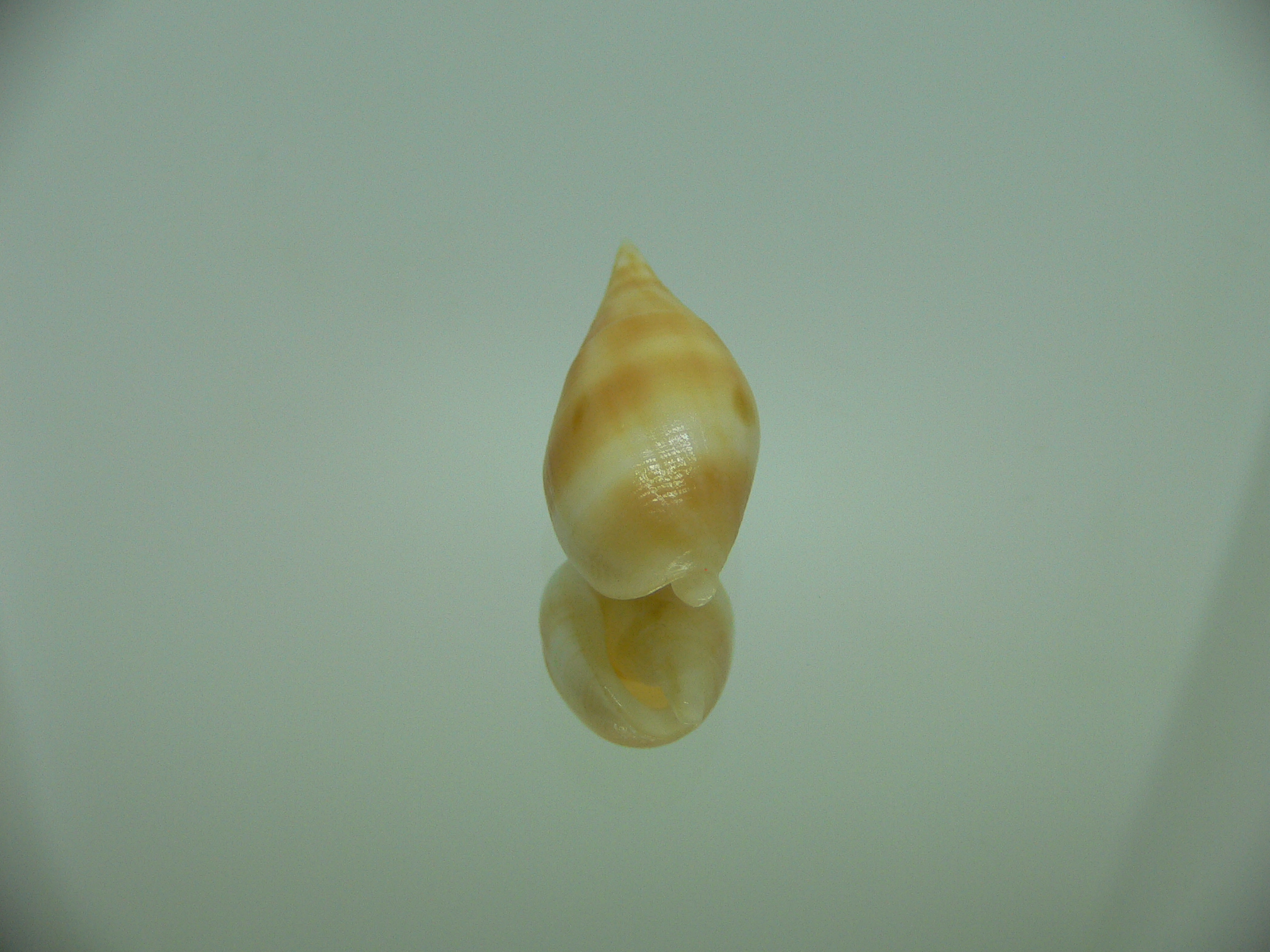 Nebularia acuminata