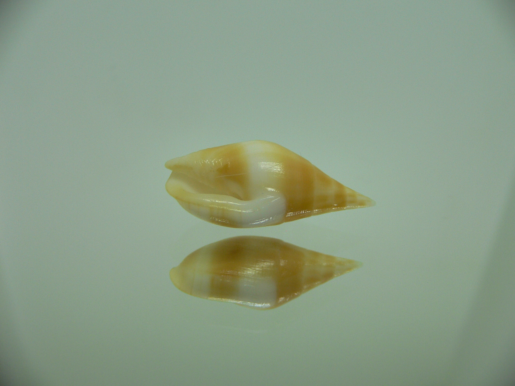 Nebularia acuminata