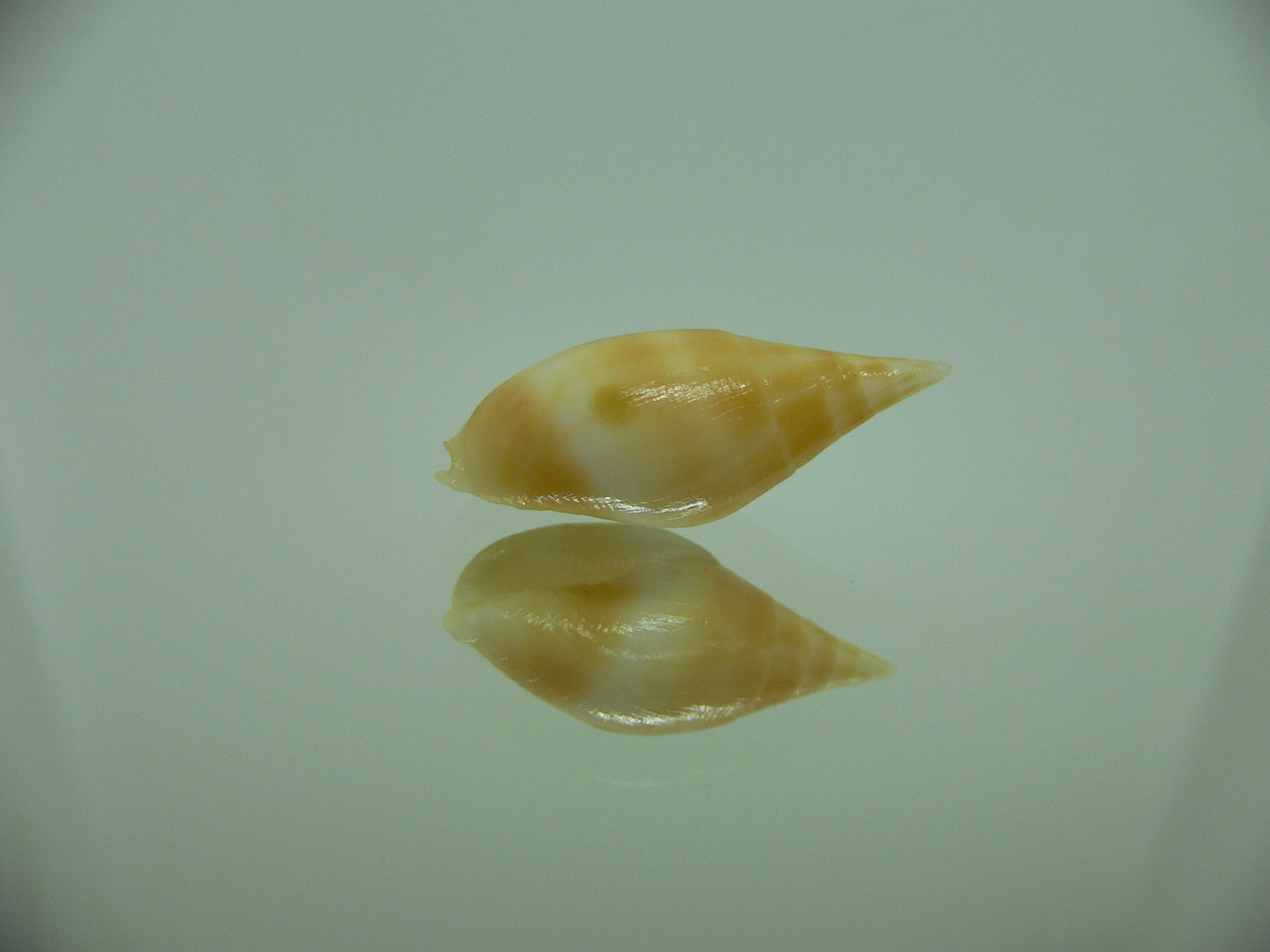 Nebularia acuminata