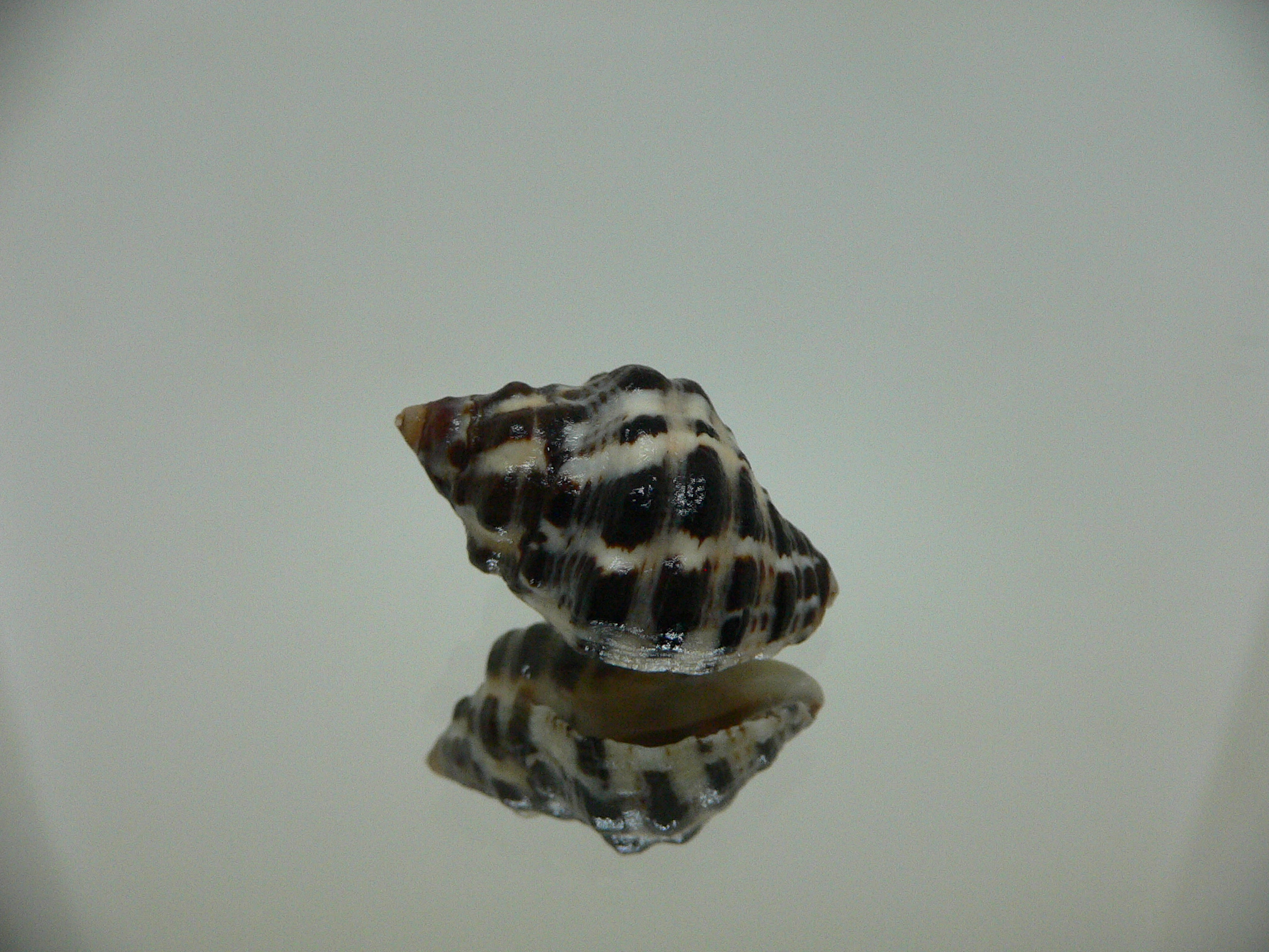 Reishia clavigera SUPER