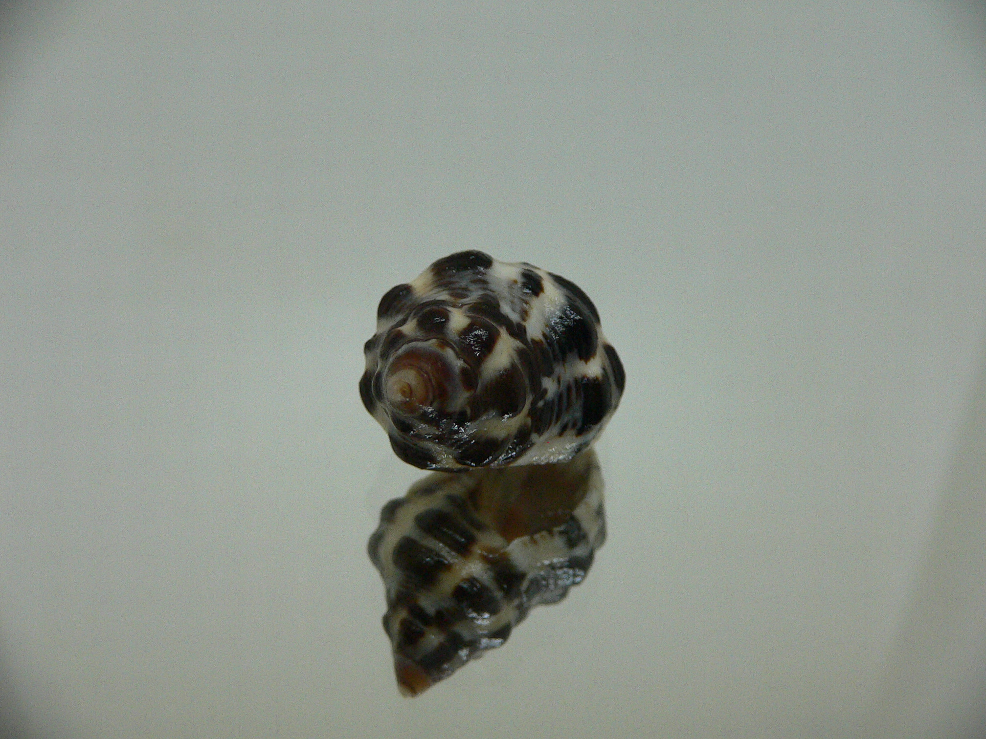 Reishia clavigera SUPER