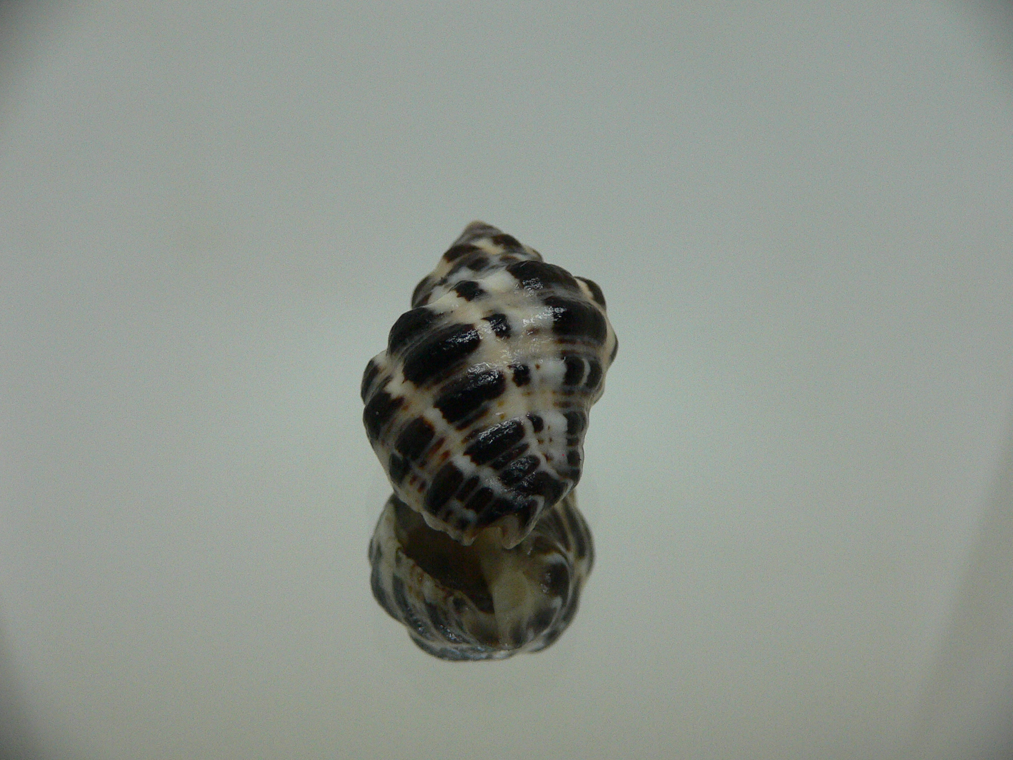 Reishia clavigera SUPER