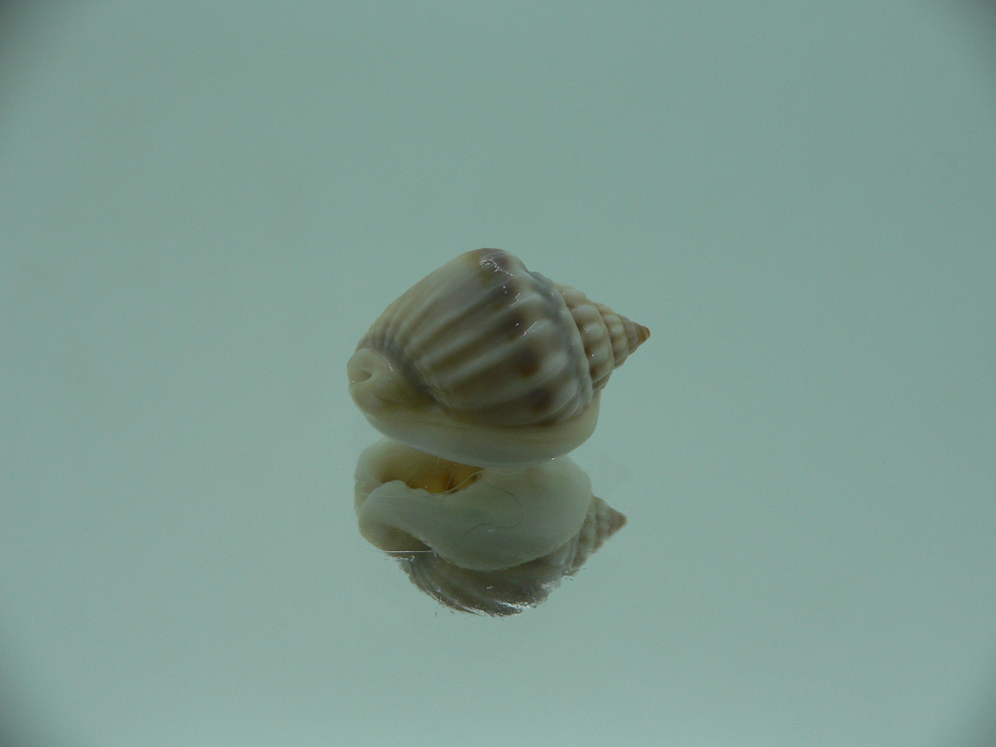 Nassarius bimaculosus BIG & SUPER
